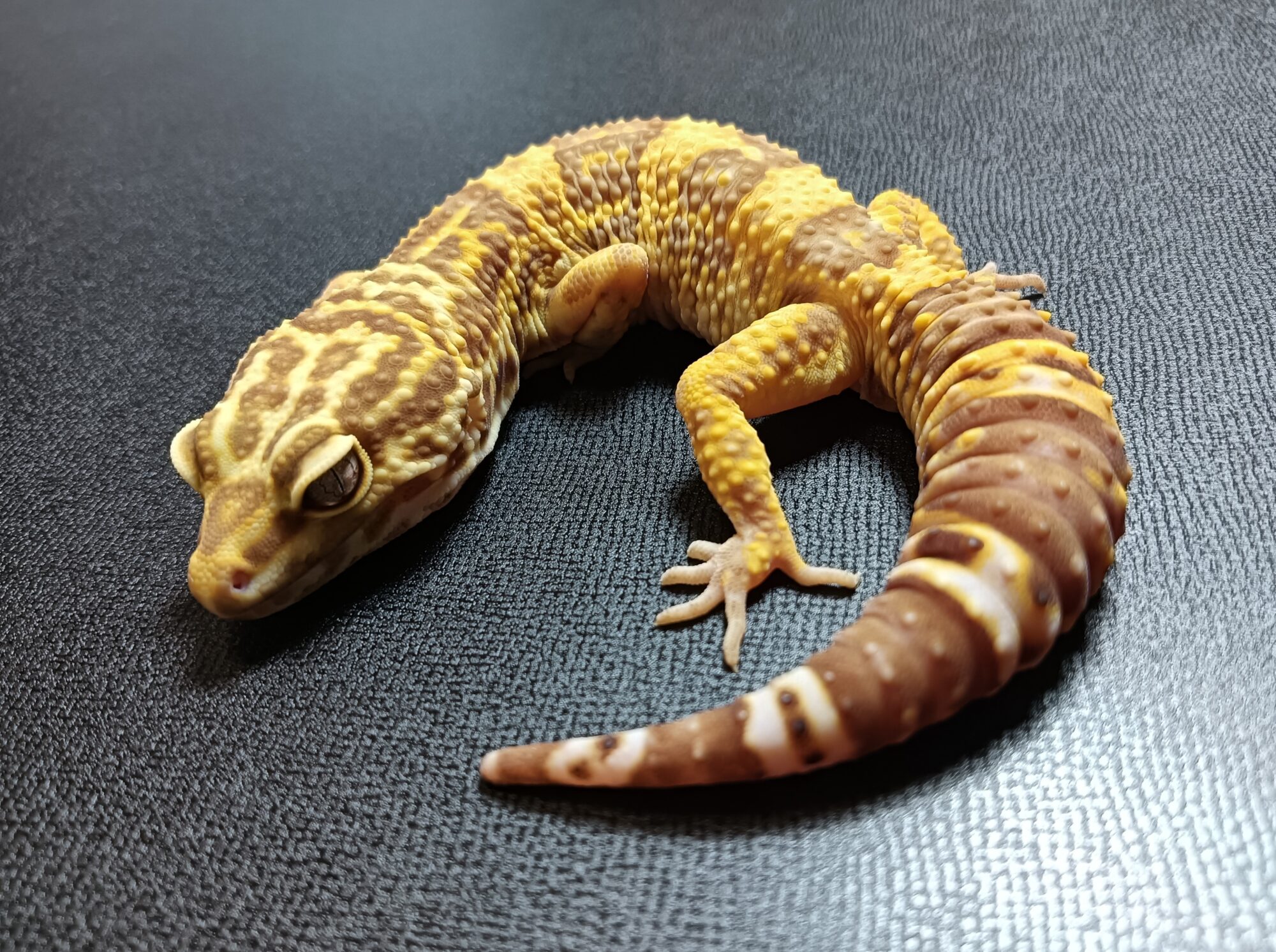 ヒョウモントカゲモドキ　HT925