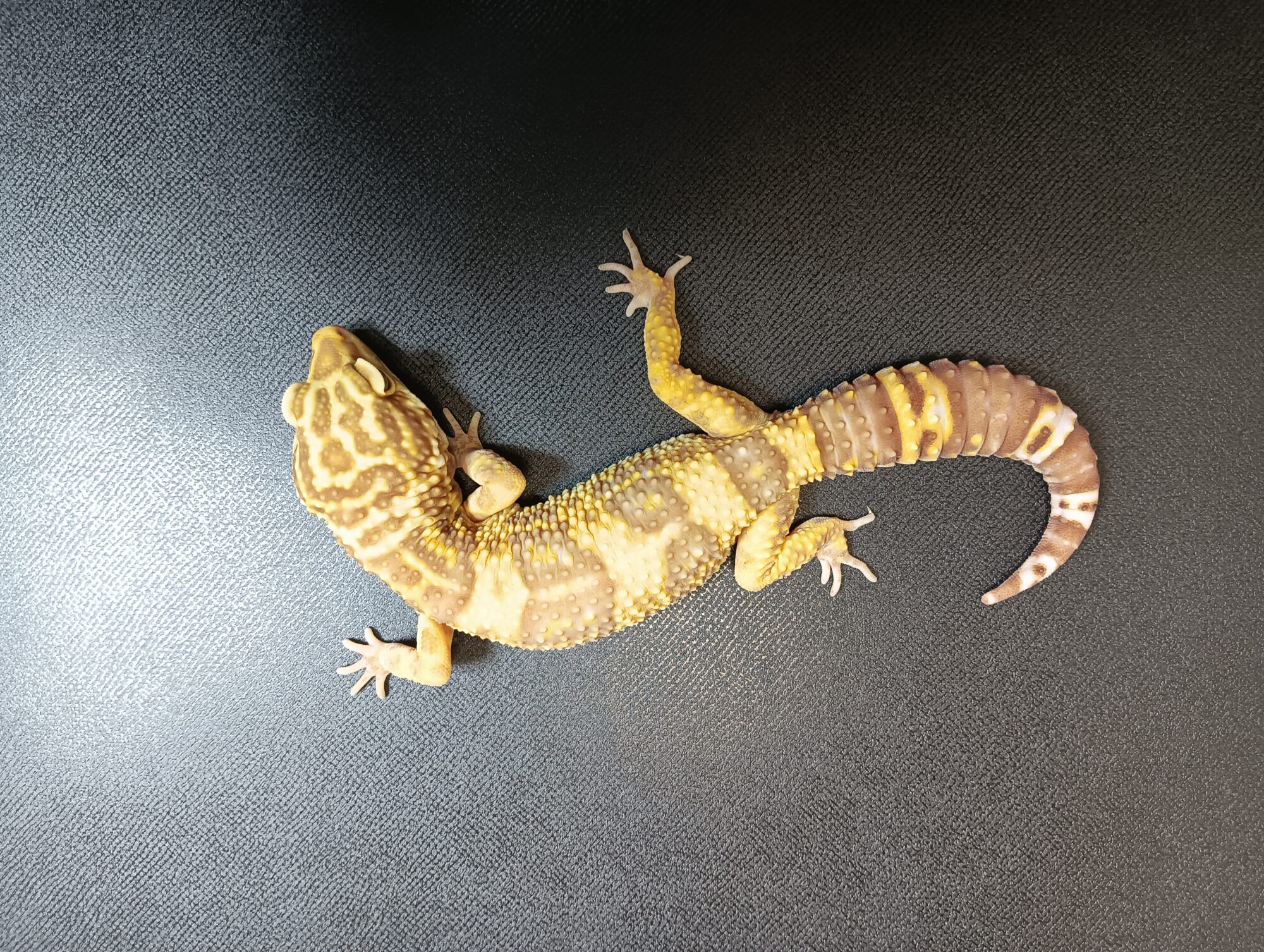 トレンパーアルビノ