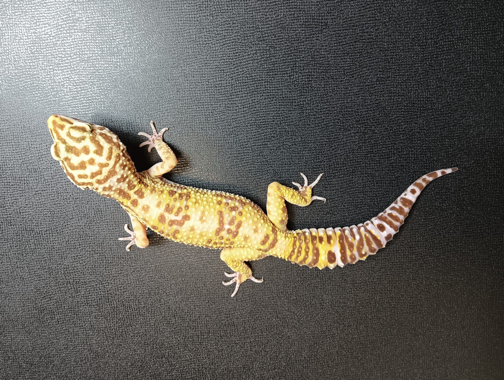 トレンパーアルビノ