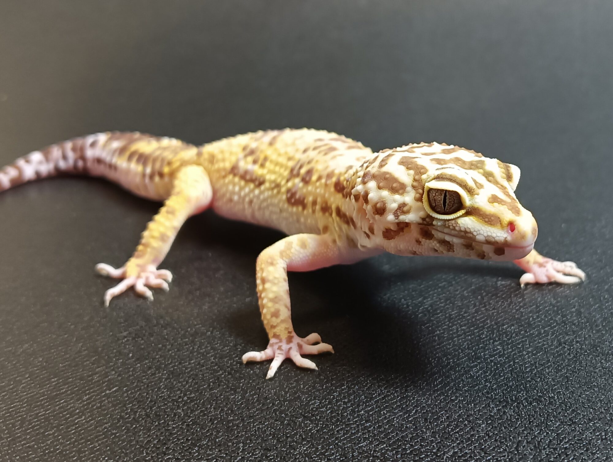 ヒョウモントカゲモドキ　HT1025