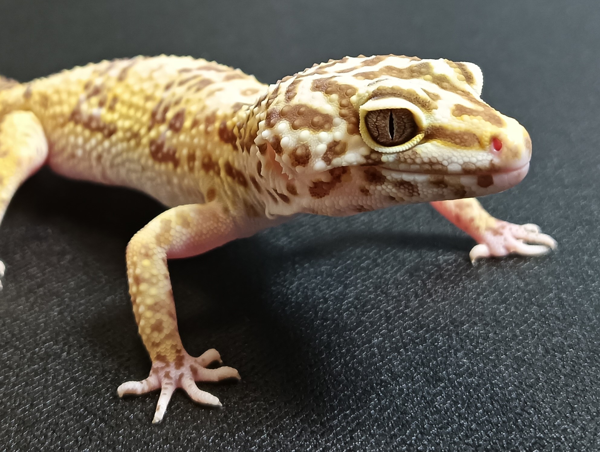 トレンパーアルビノ