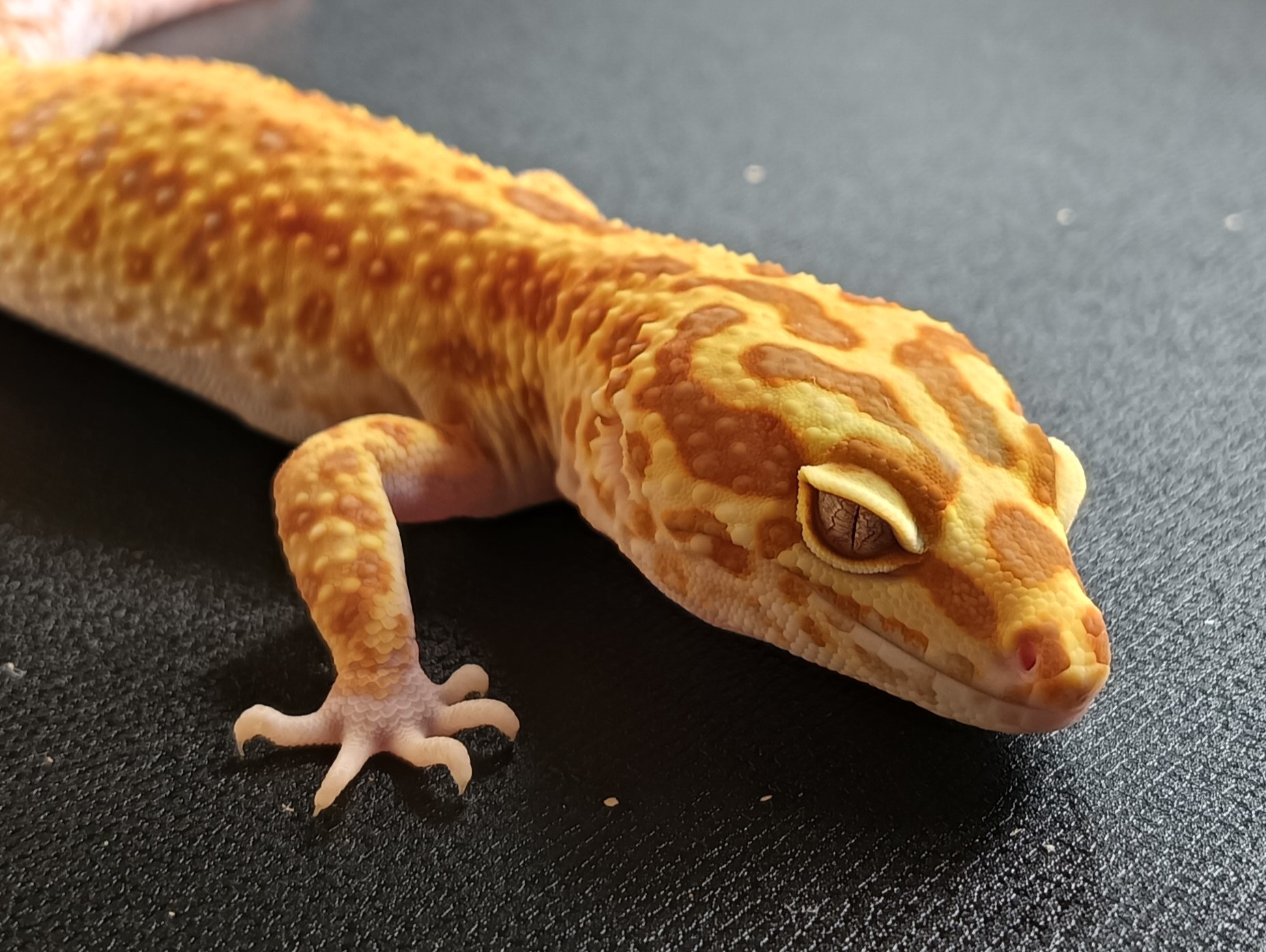 タンジェリントレンパーアルビノジャングル