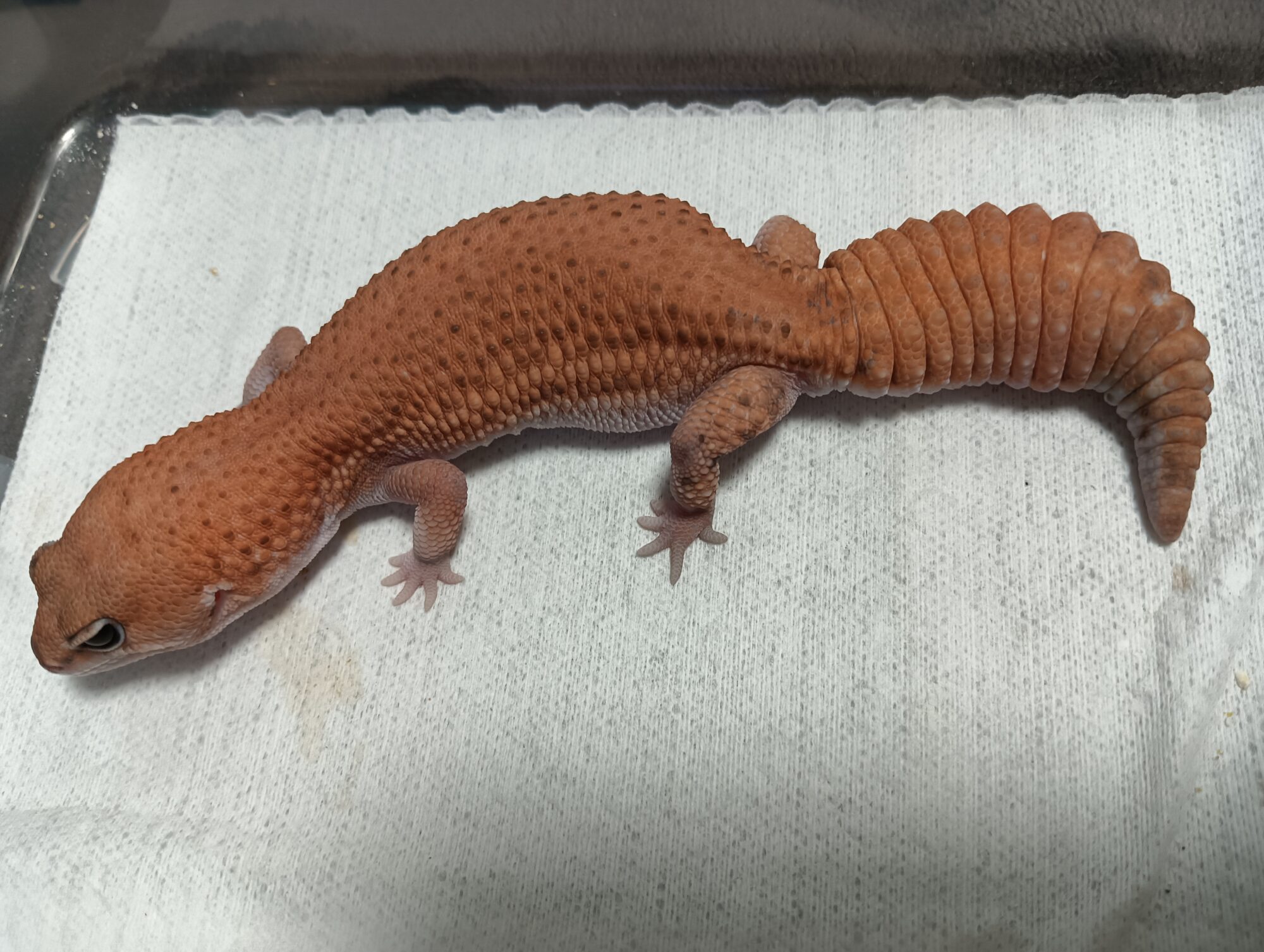 ニシアフのお肌