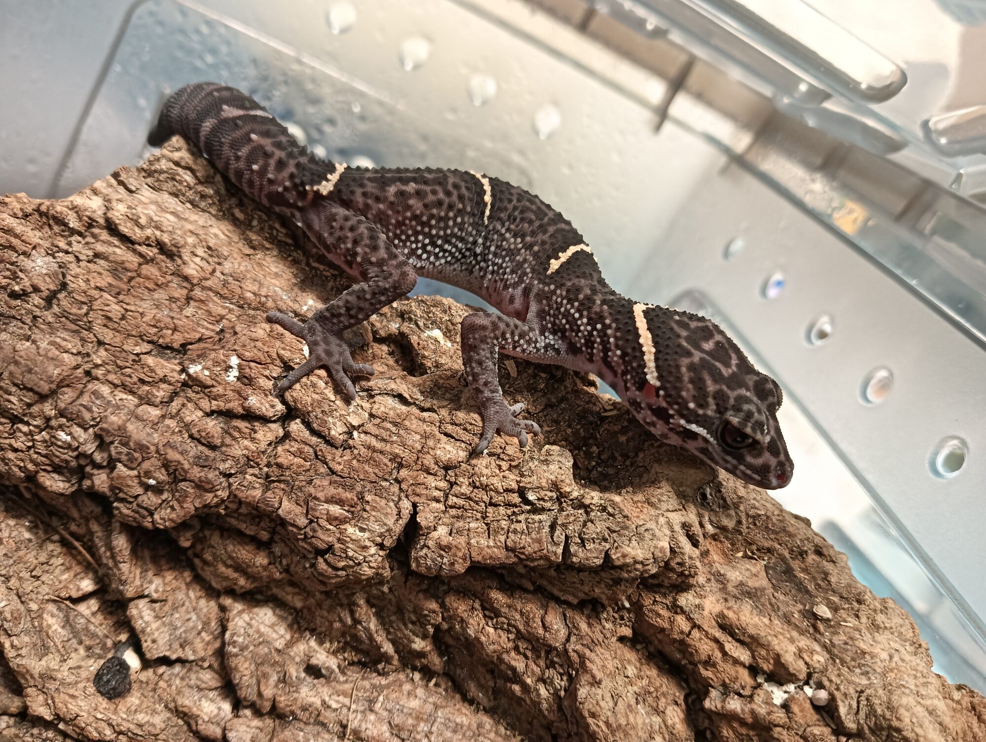 ANIMA’s FARM〝 Geckobooth 〟便り