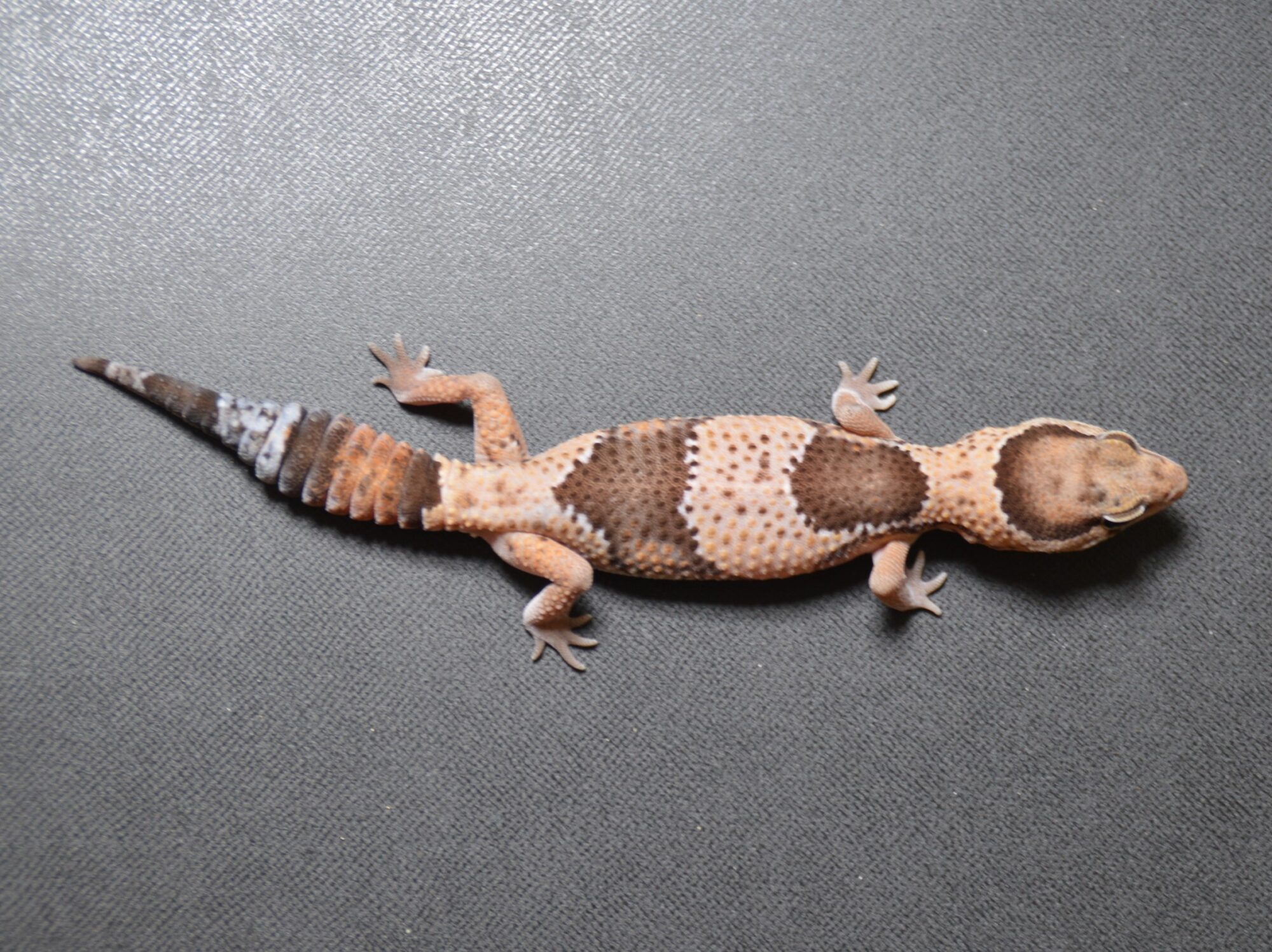 ニシアフ
