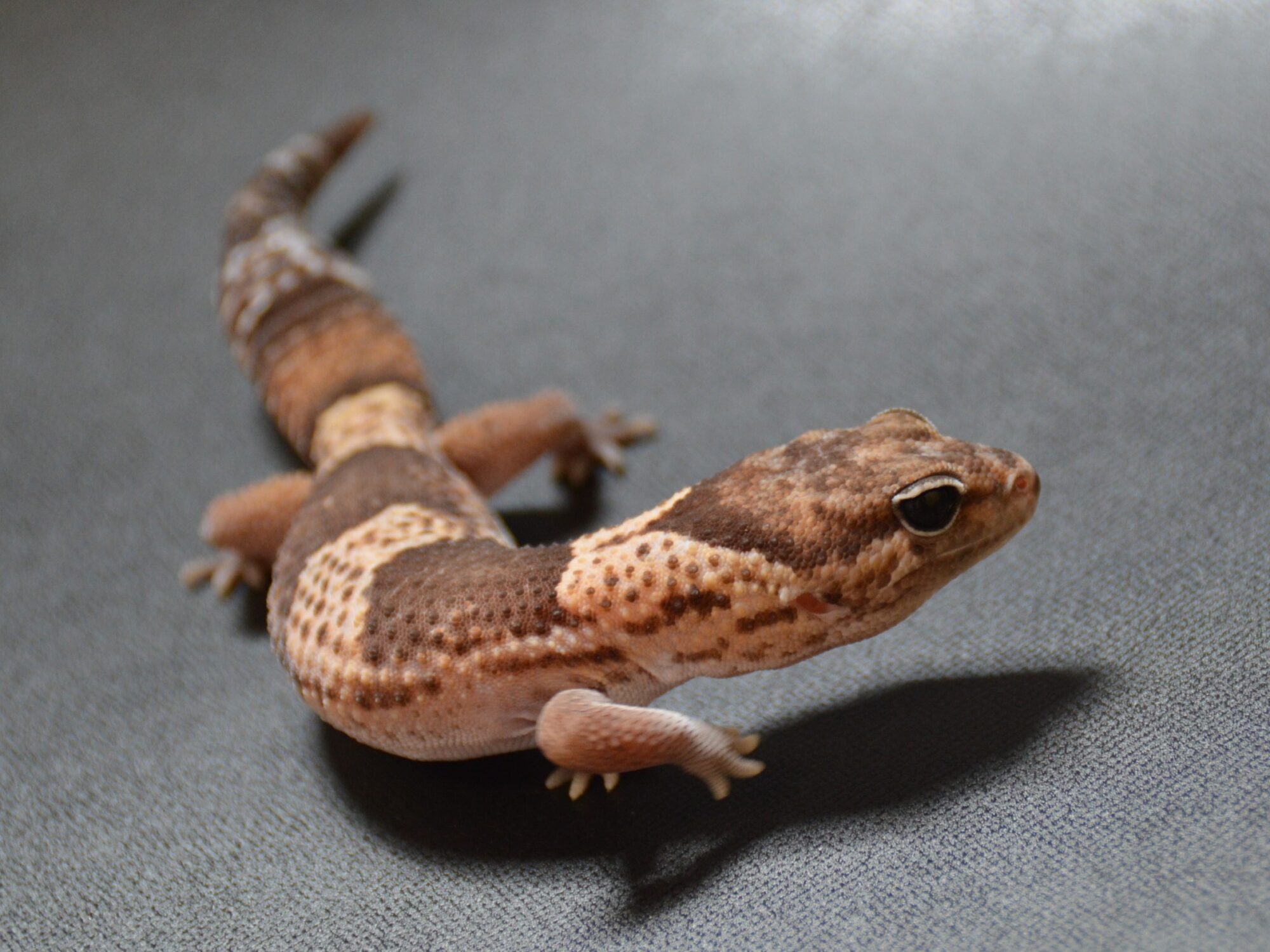 ニシアフ