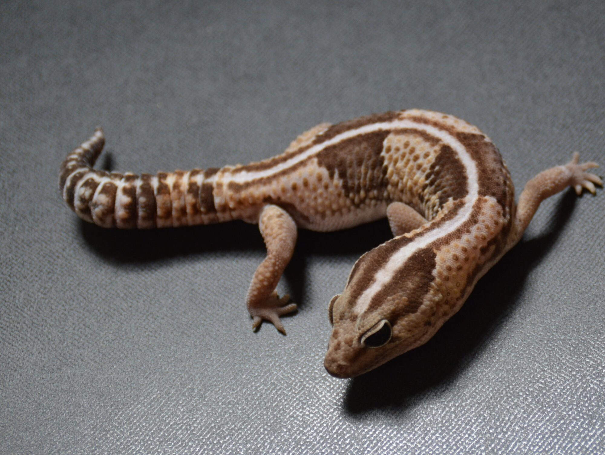 ニシアフ