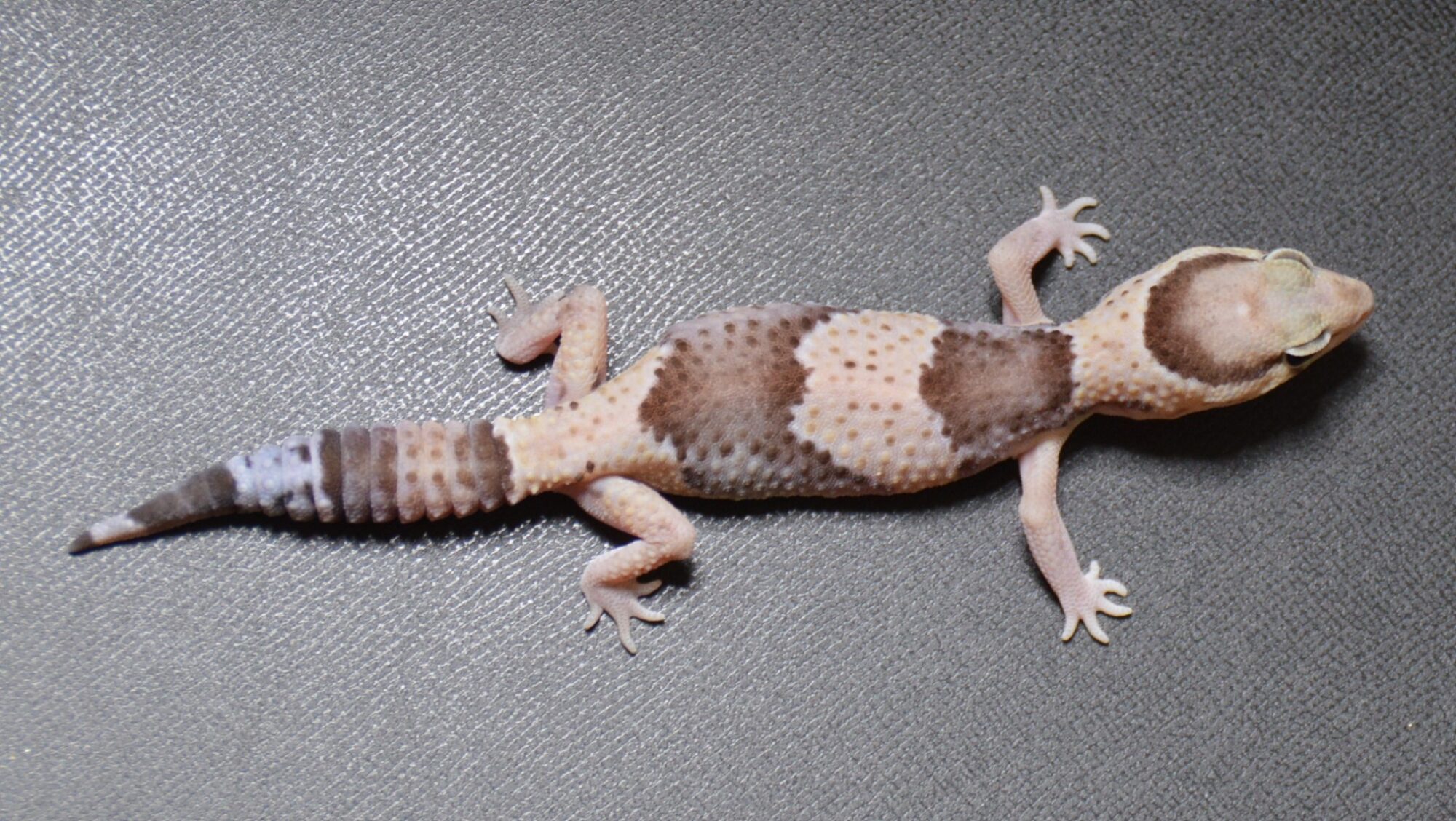 ニシアフ