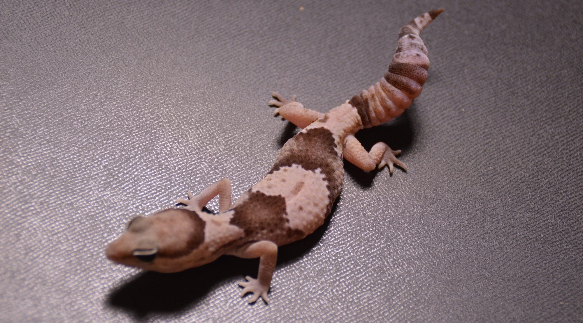ニシアフ