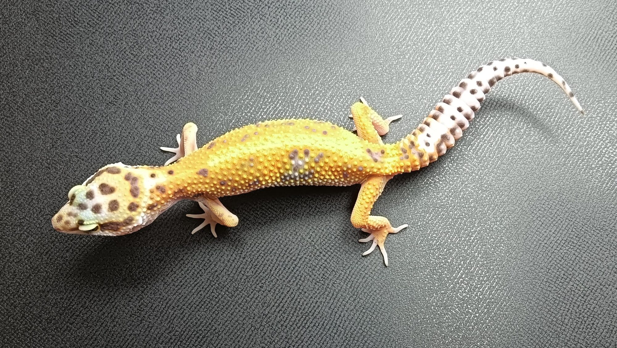 ヒョウモントカゲモドキ