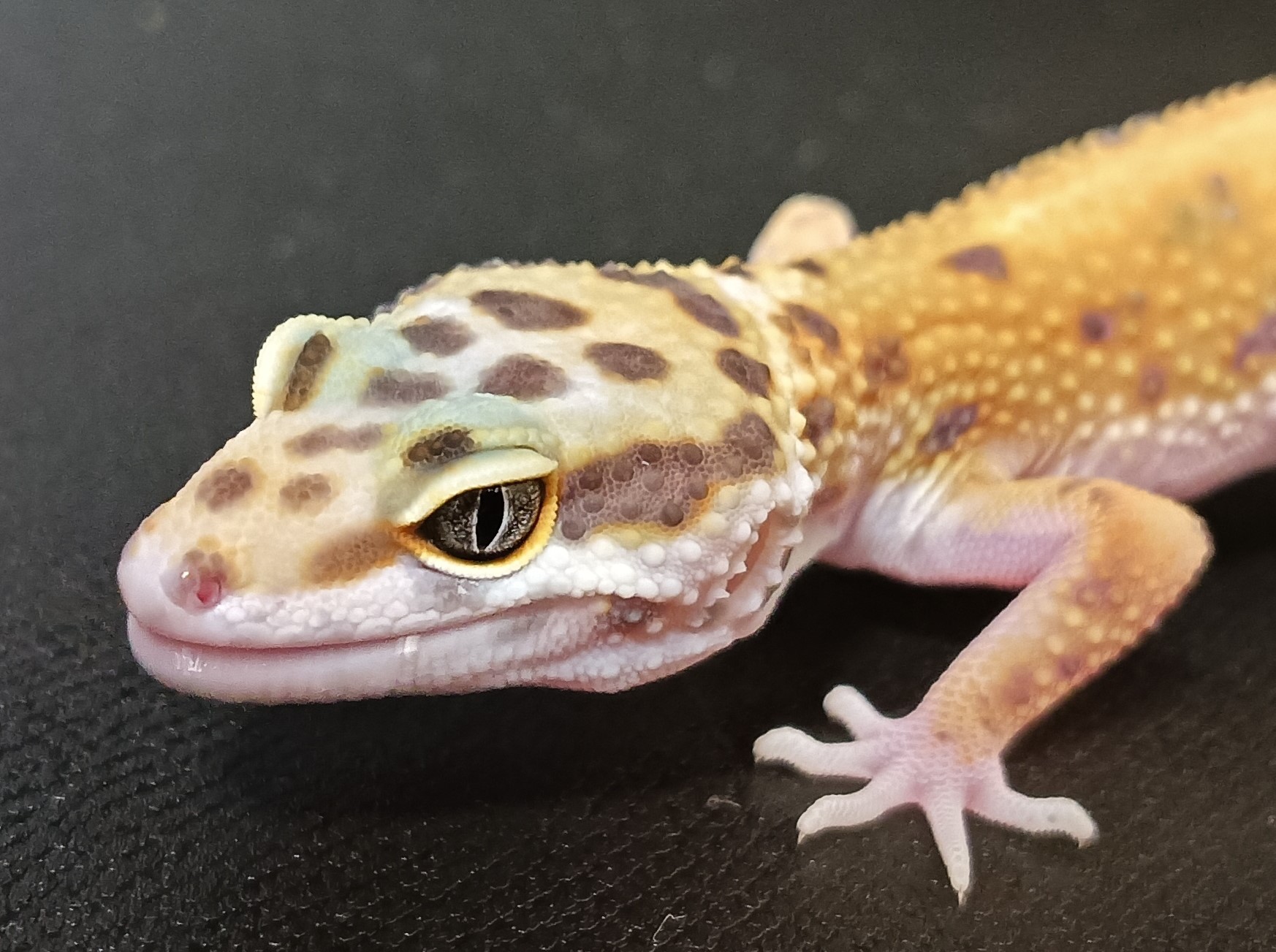 ヒョウモントカゲモドキ