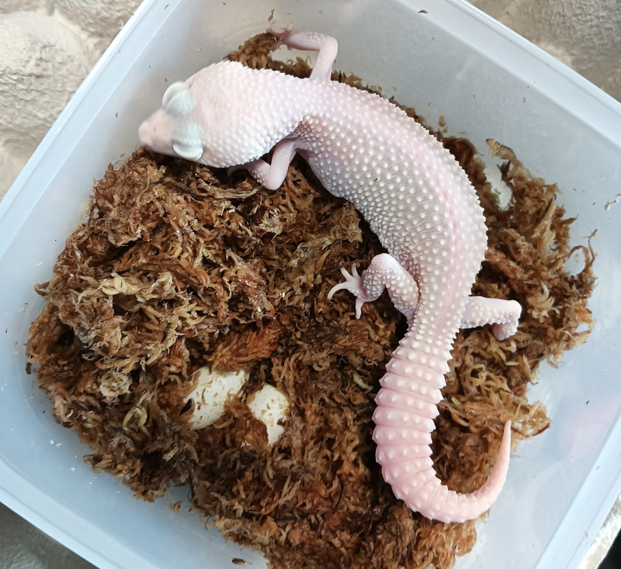 ANIMA’s FARM〝 Geckobooth 〟便り