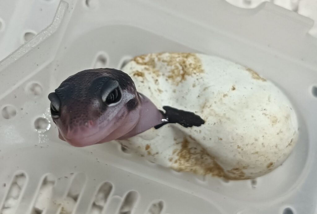 レオパ ベビー