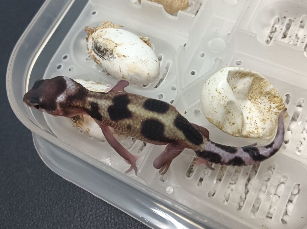 レオパ ベビー
