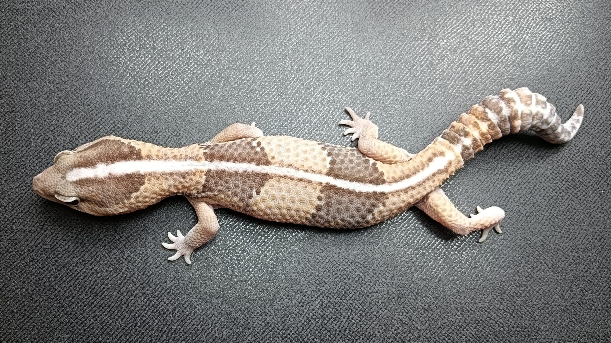 ニシアフリカトカゲモドキ