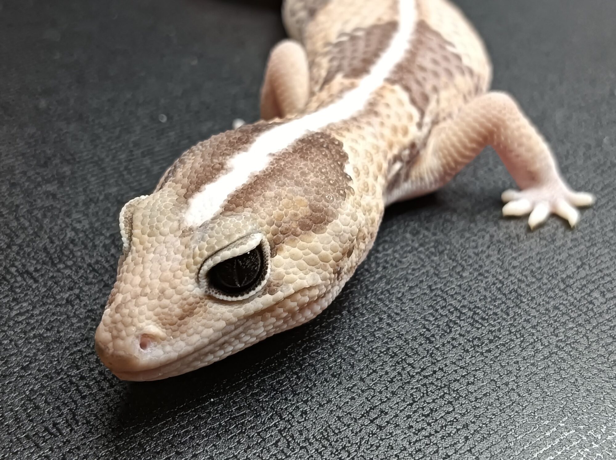 ニシアフリカトカゲモドキ
