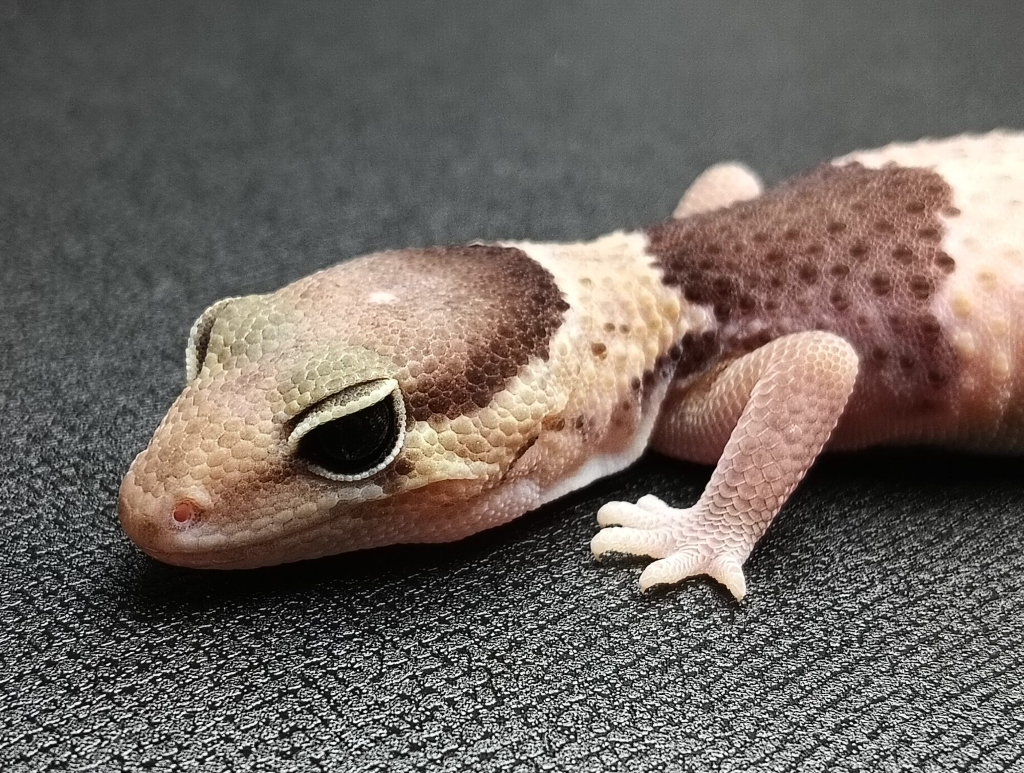 ニシアフリカトカゲモドキ