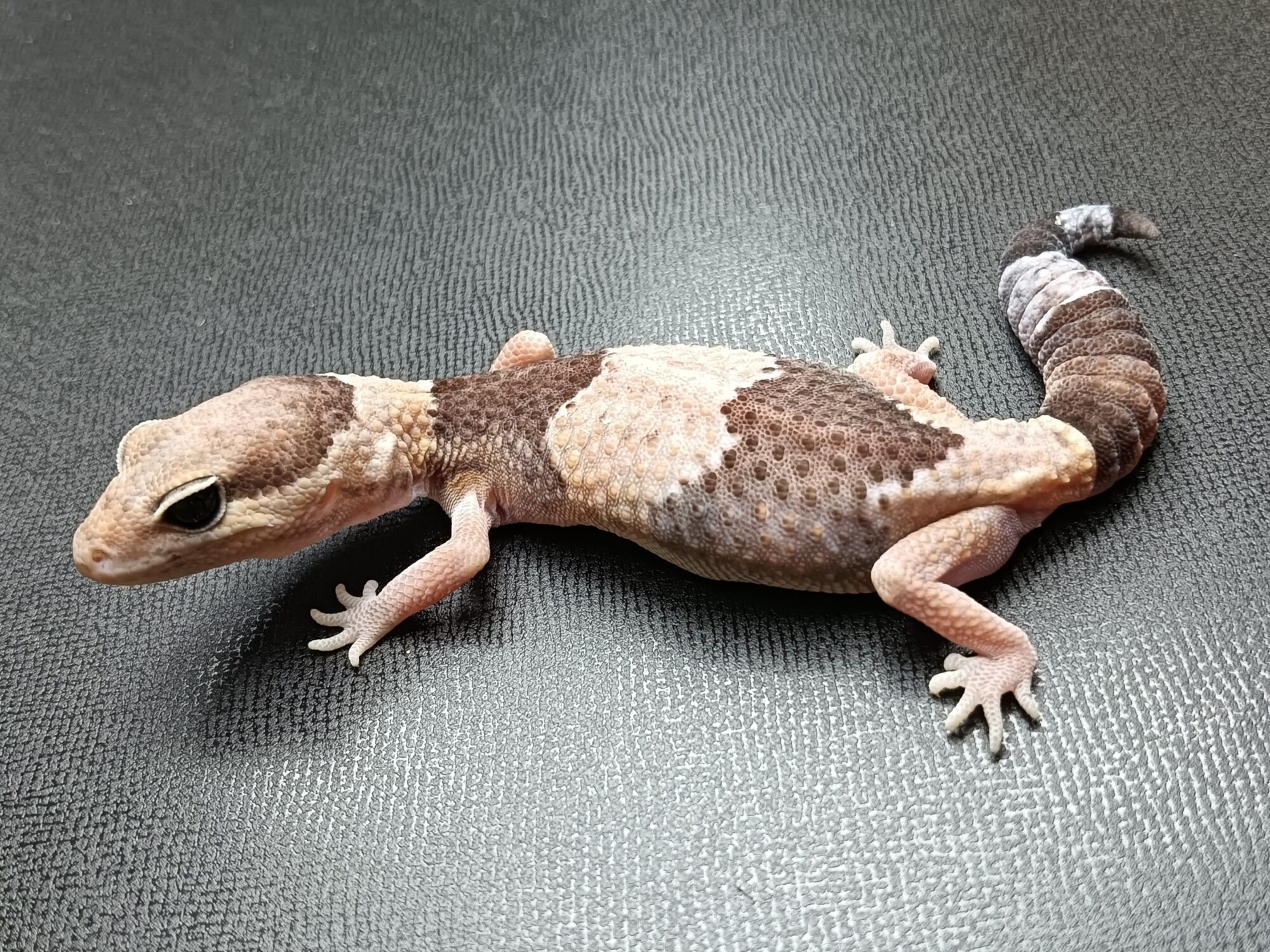 ニシアフリカトカゲモドキ　NT1825