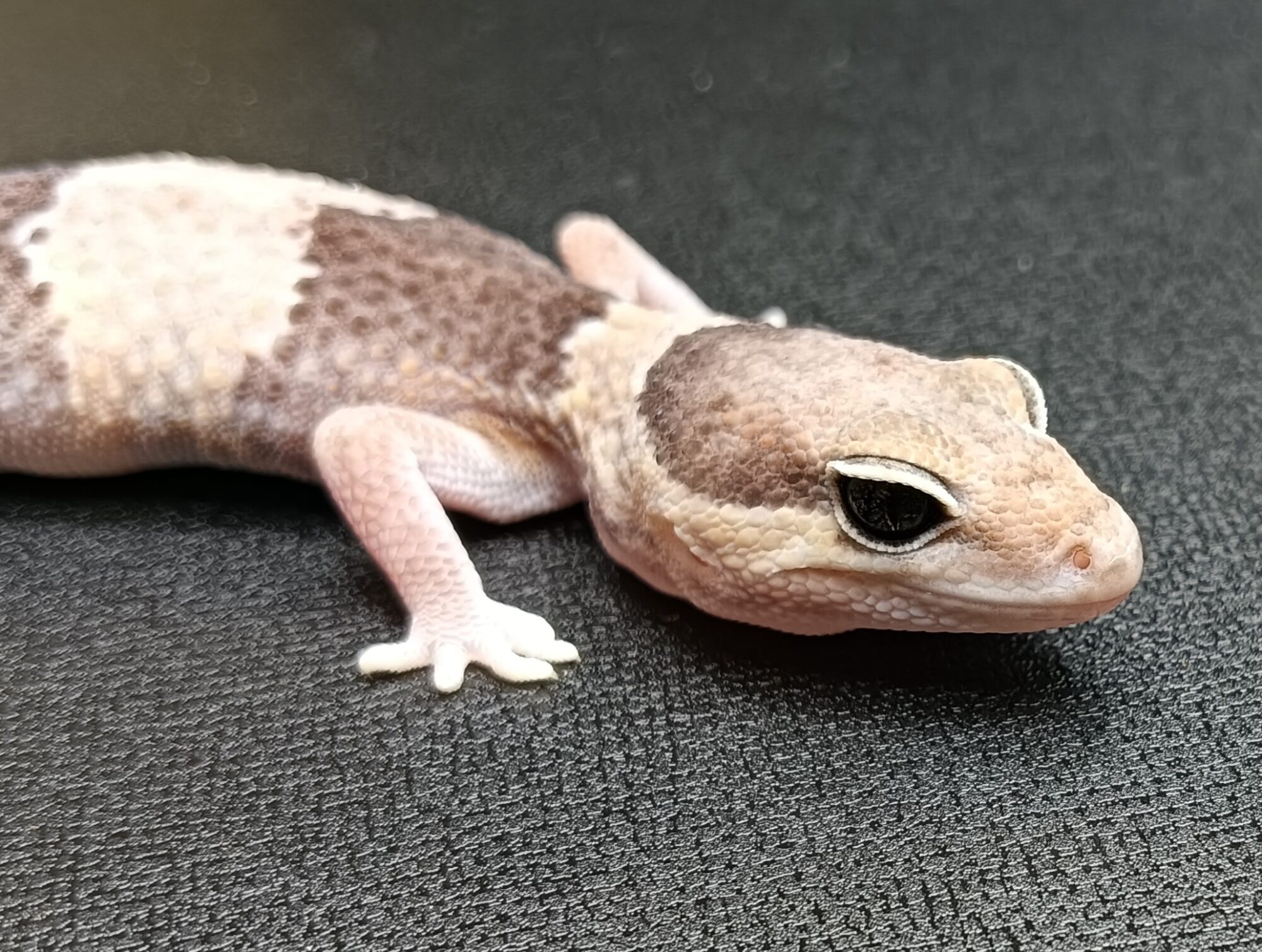 ニシアフリカトカゲモドキ