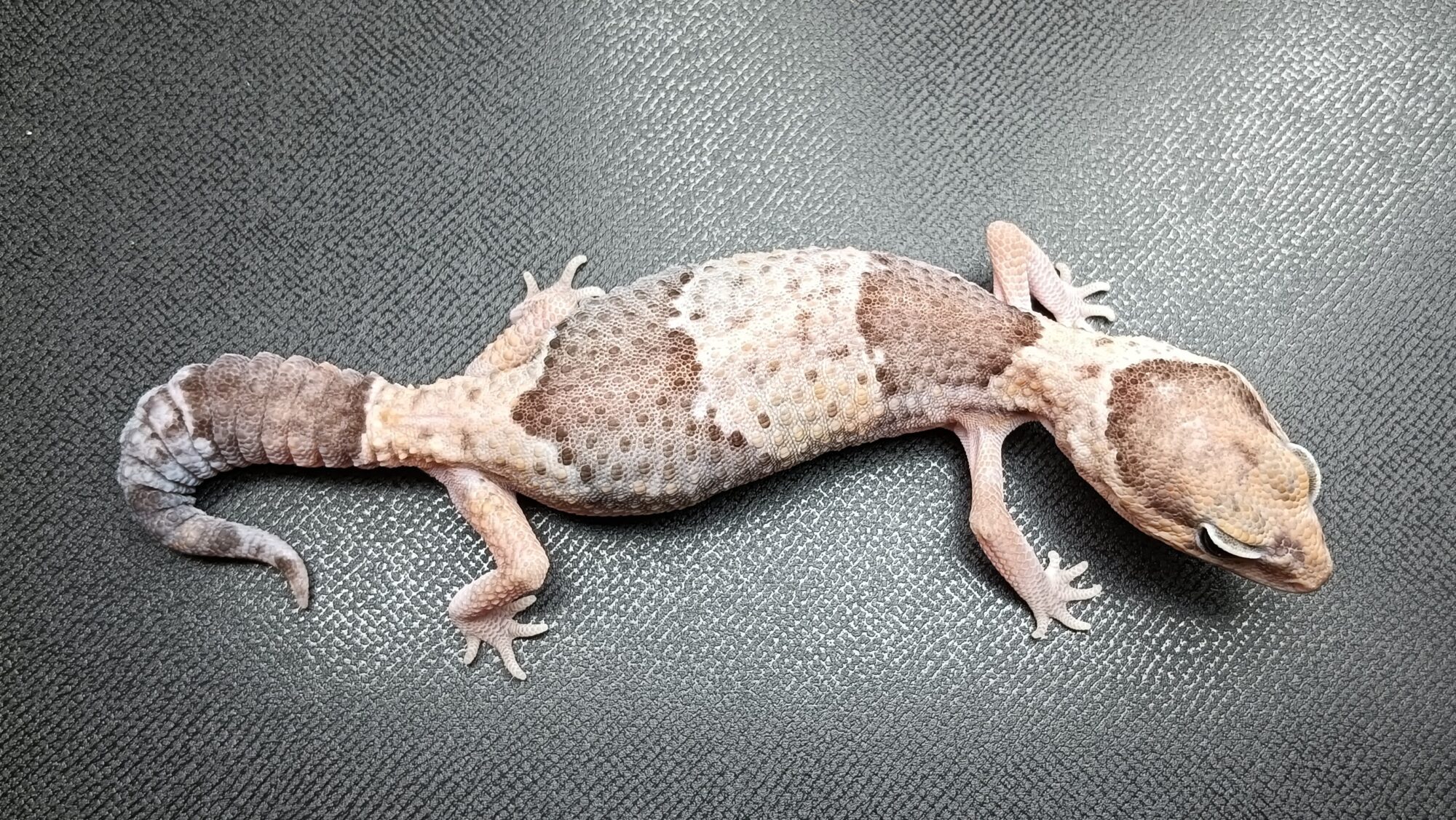 ニシアフリカトカゲモドキ
