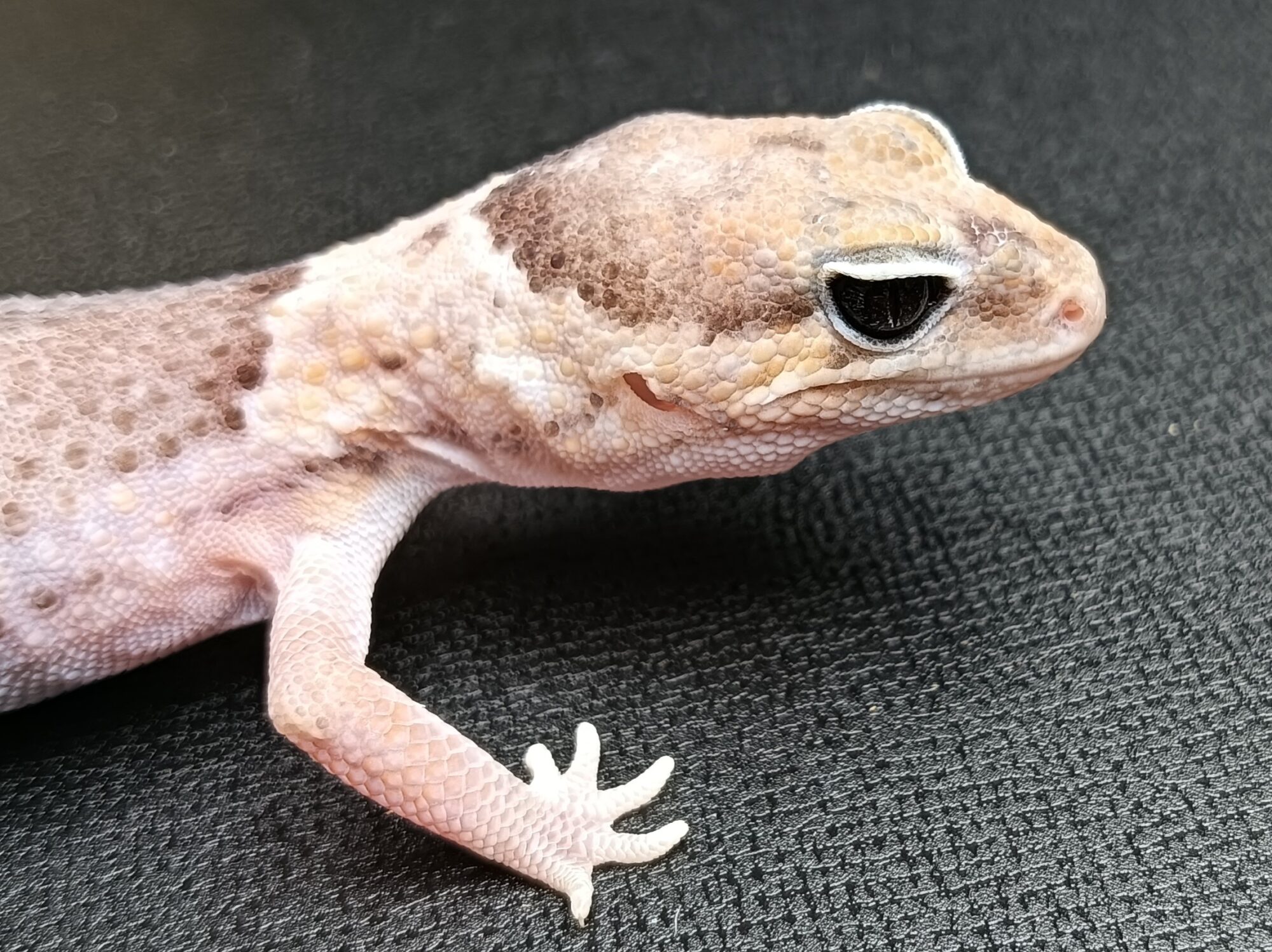 ニシアフリカトカゲモドキ