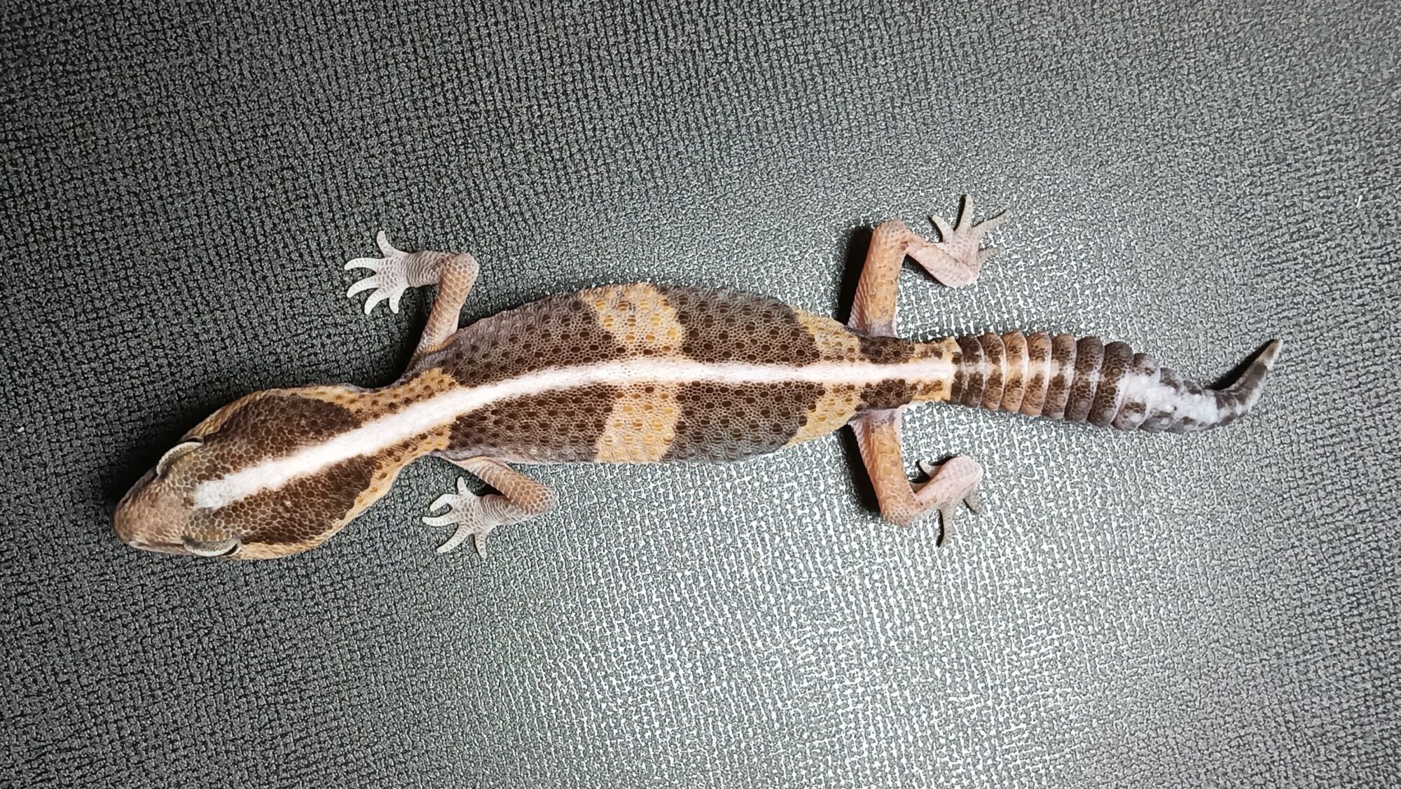 ニシアフリカトカゲモドキ