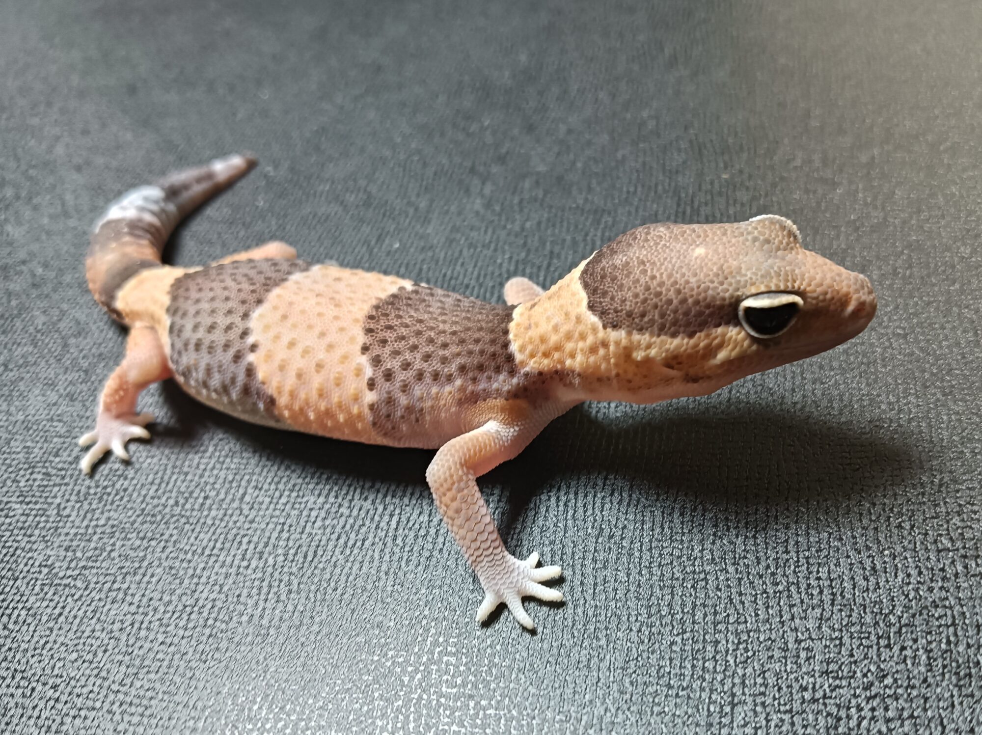 ニシアフリカトカゲモドキ　NT925