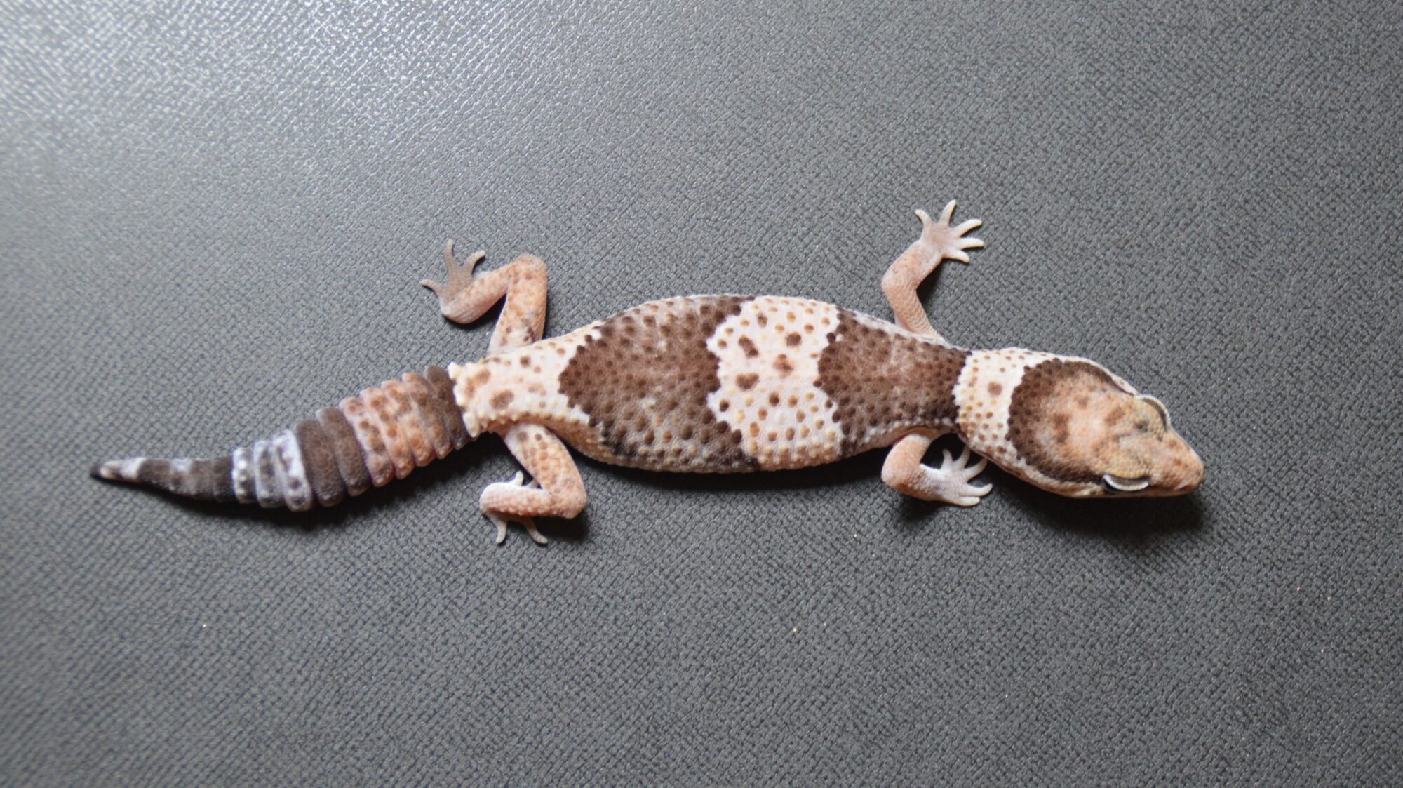 ニシアフ