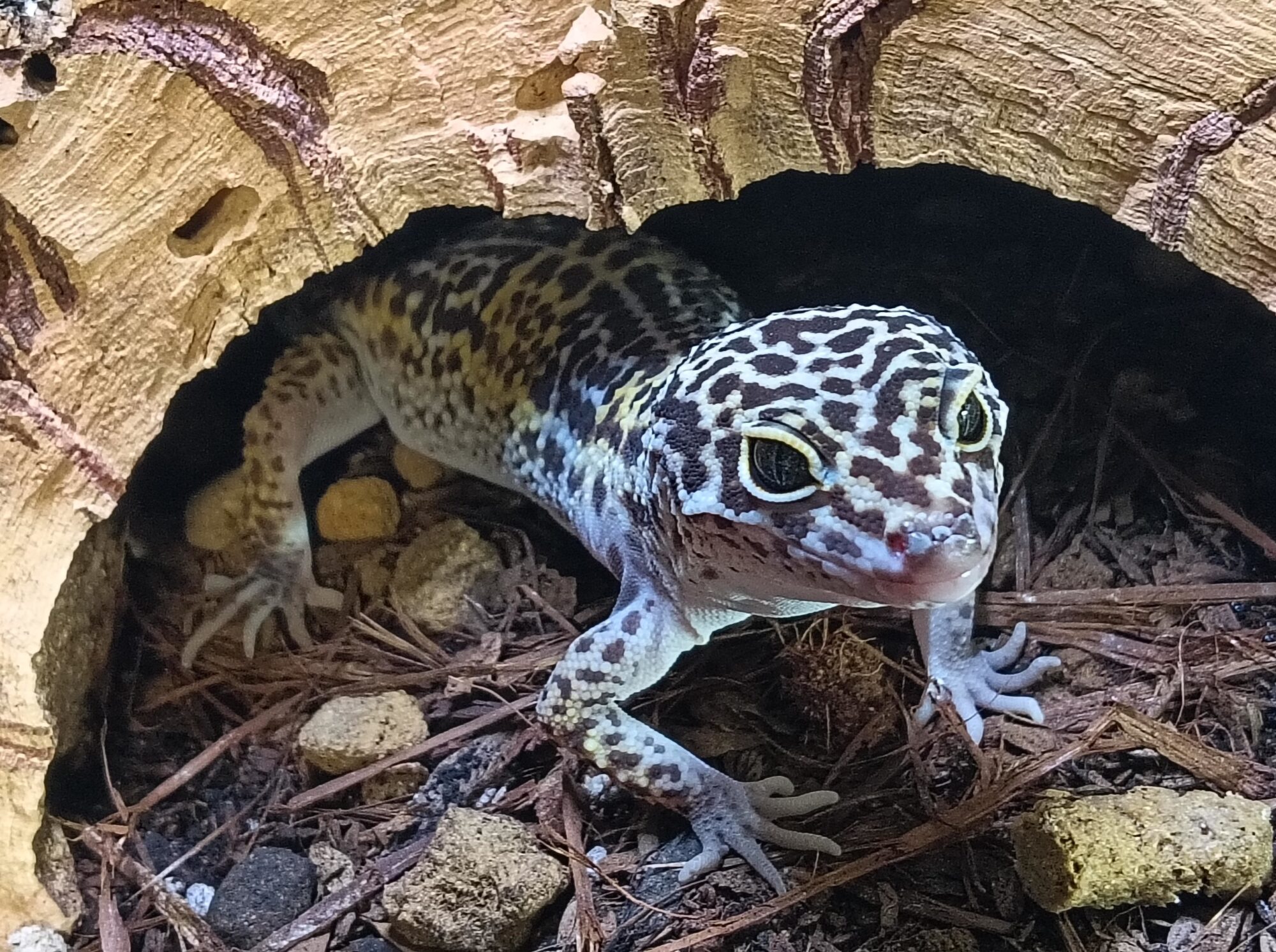 サトプラのおむこさん探し