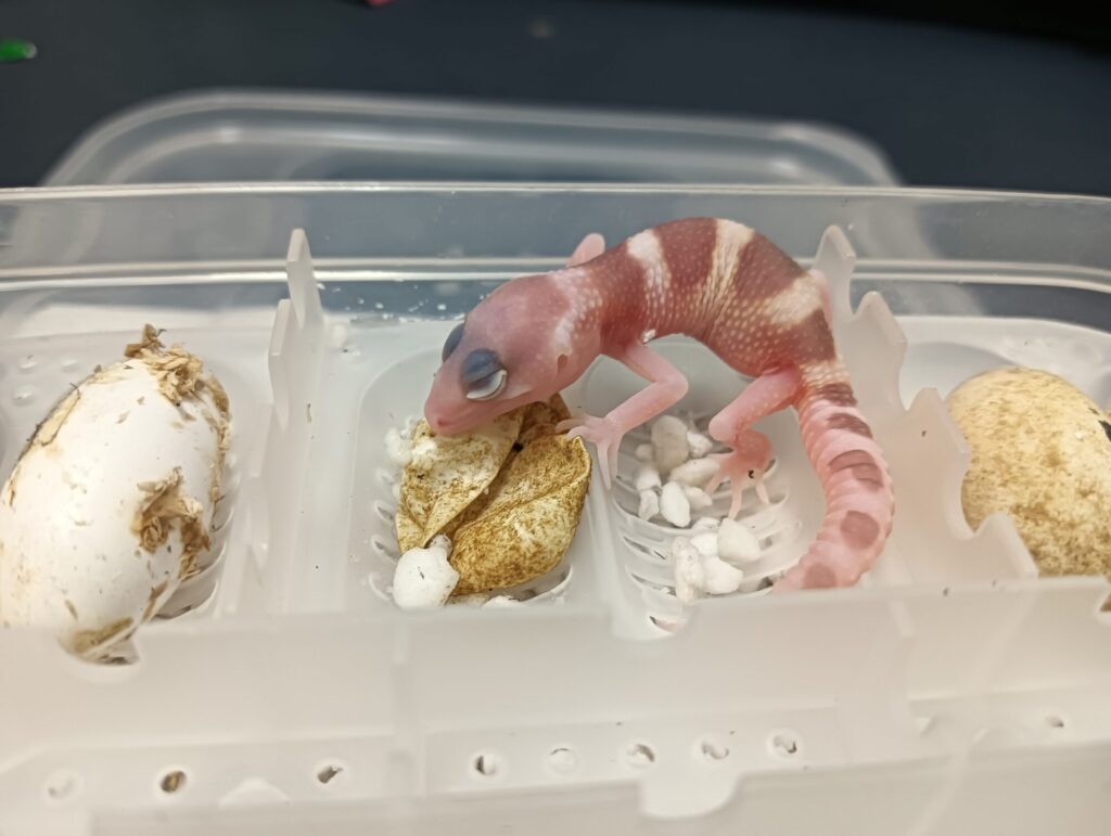 レオパベビー