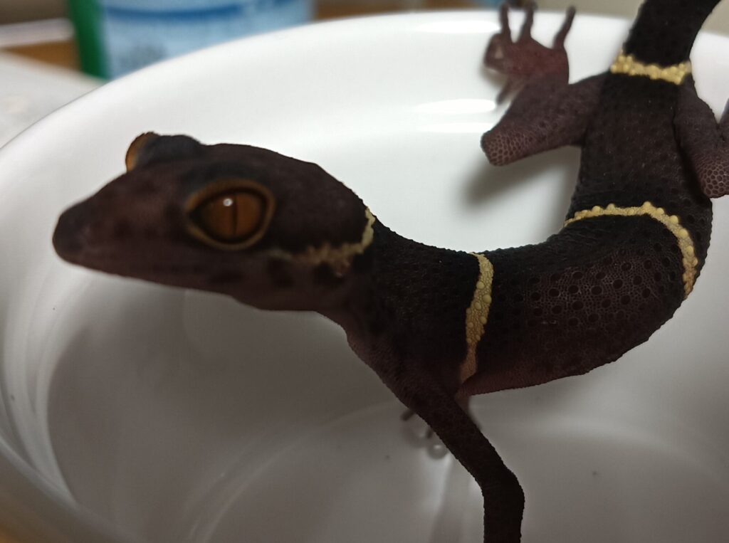 ハイナントカゲモドキ
