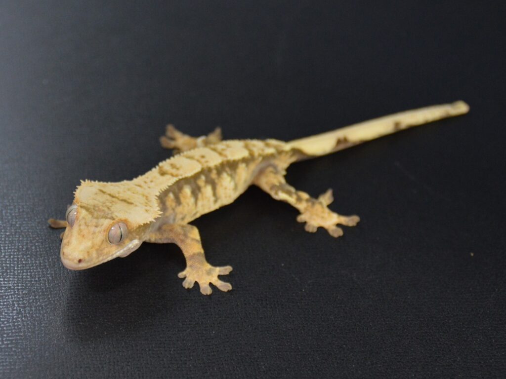 クレステッドゲッコー