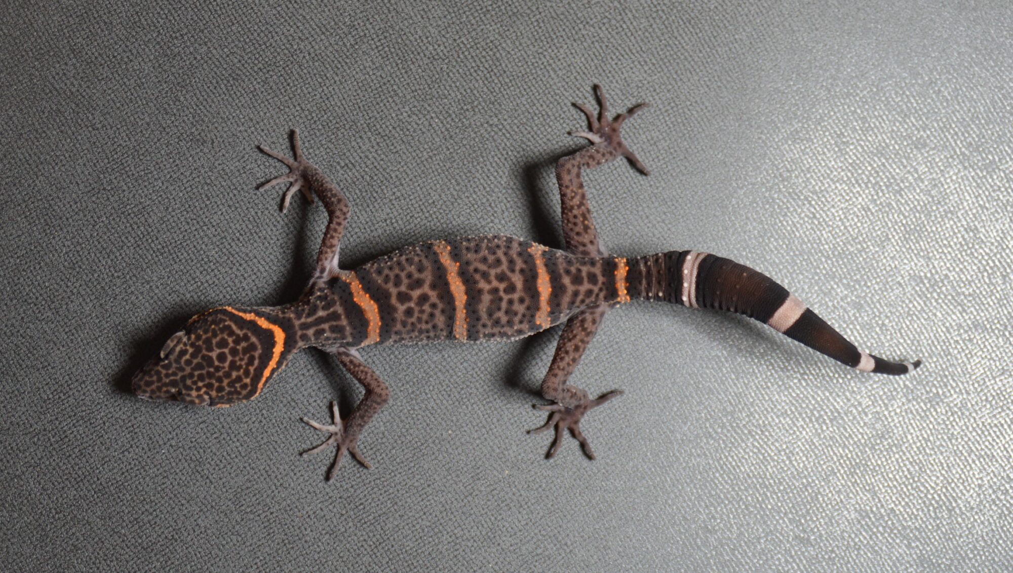 ゴマバラトカゲモドキ