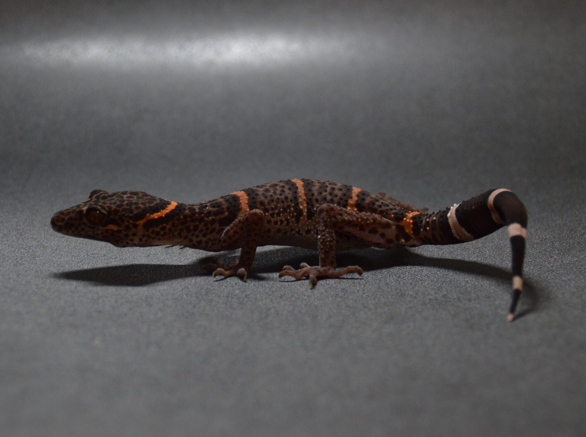 ゴマバラトカゲモドキ