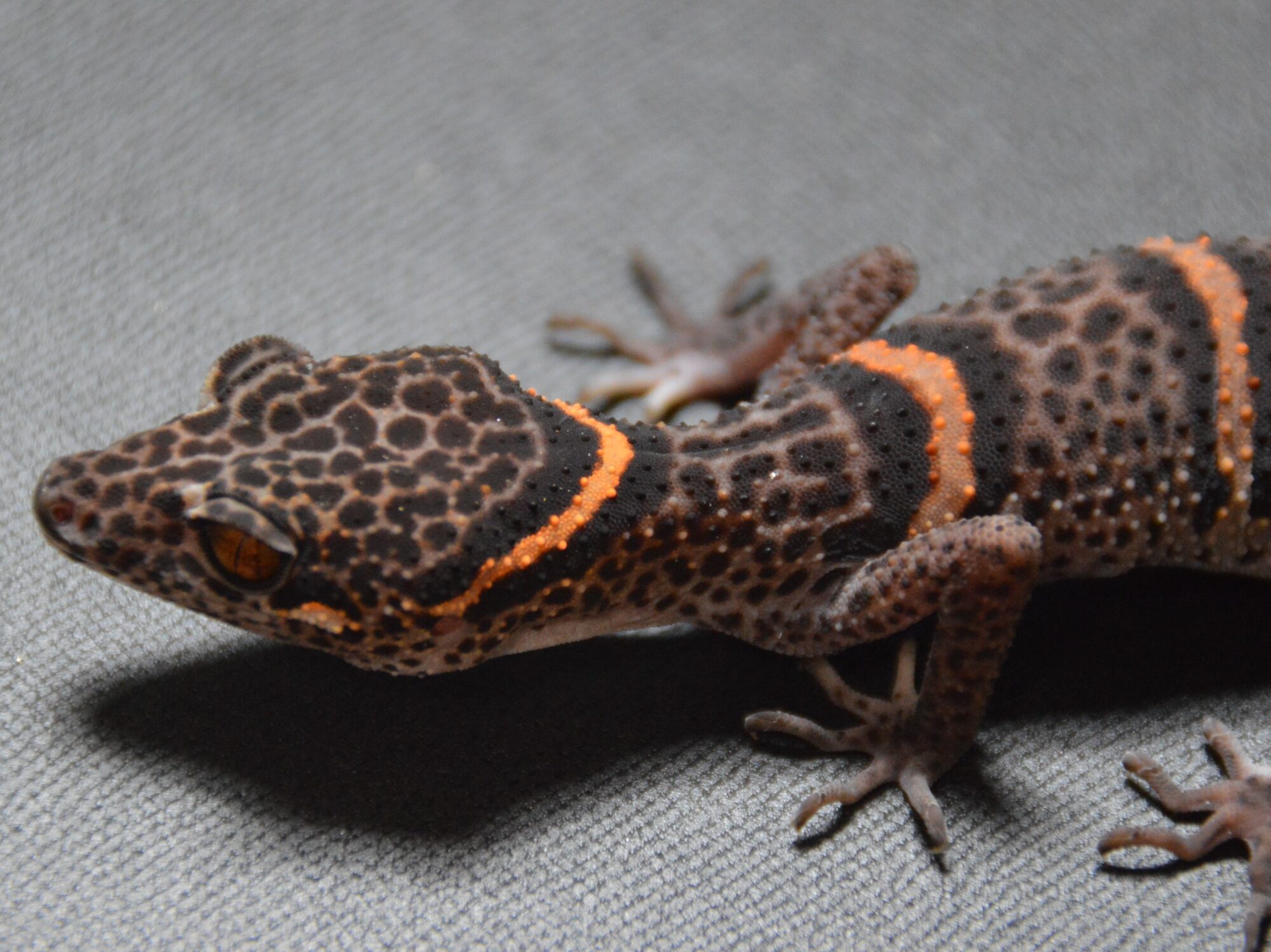ゴマバラトカゲモドキ