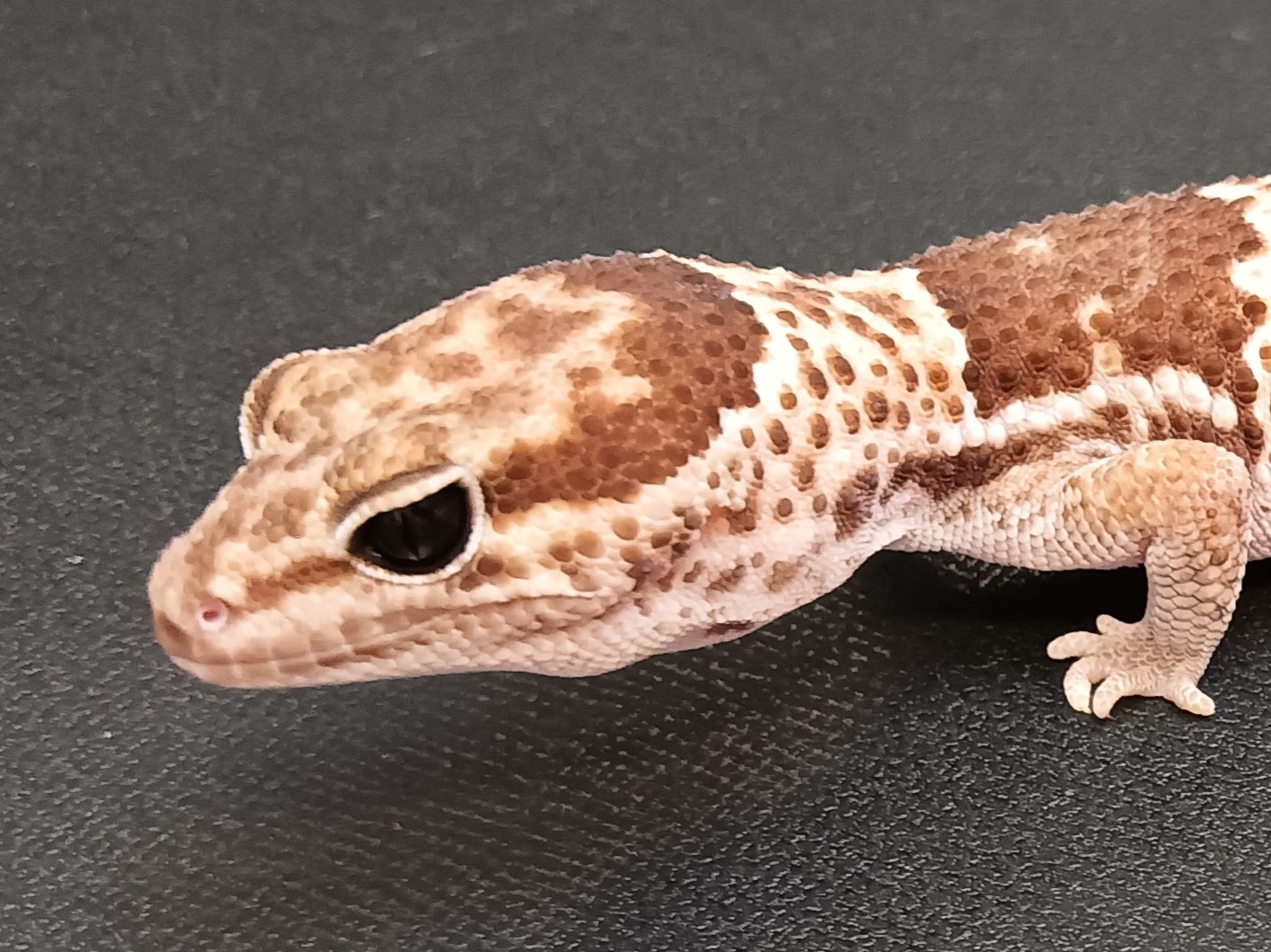 ニシアフ