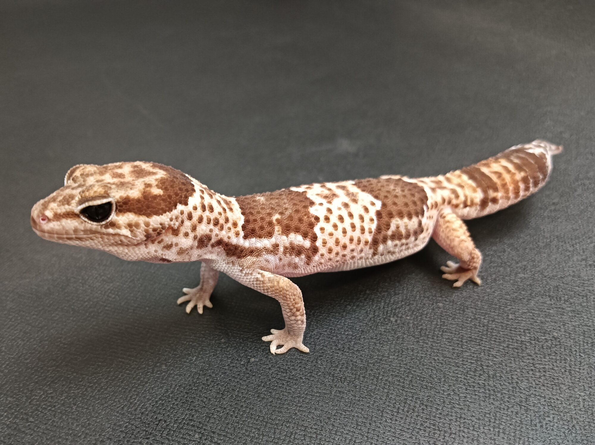 ニシアフリカトカゲモドキ　NT825