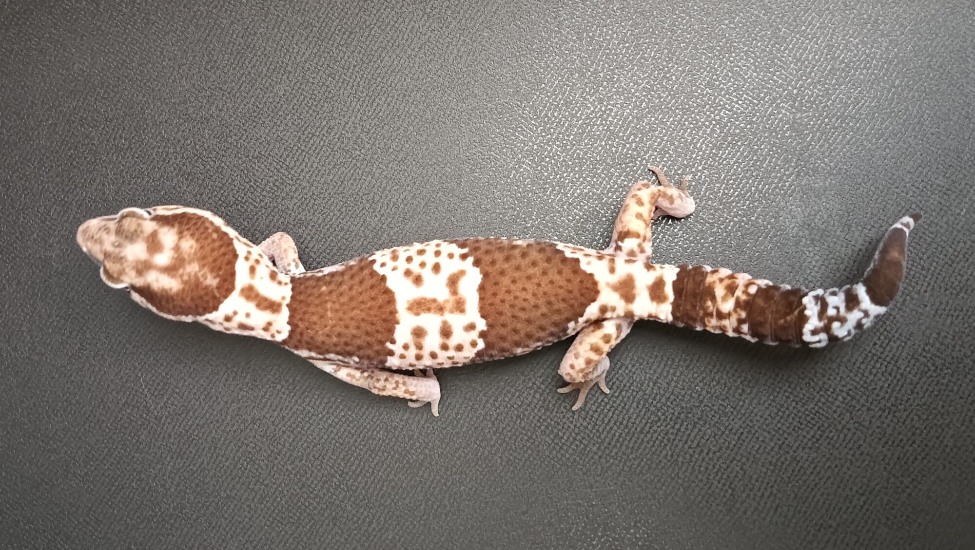 ニシアフ
