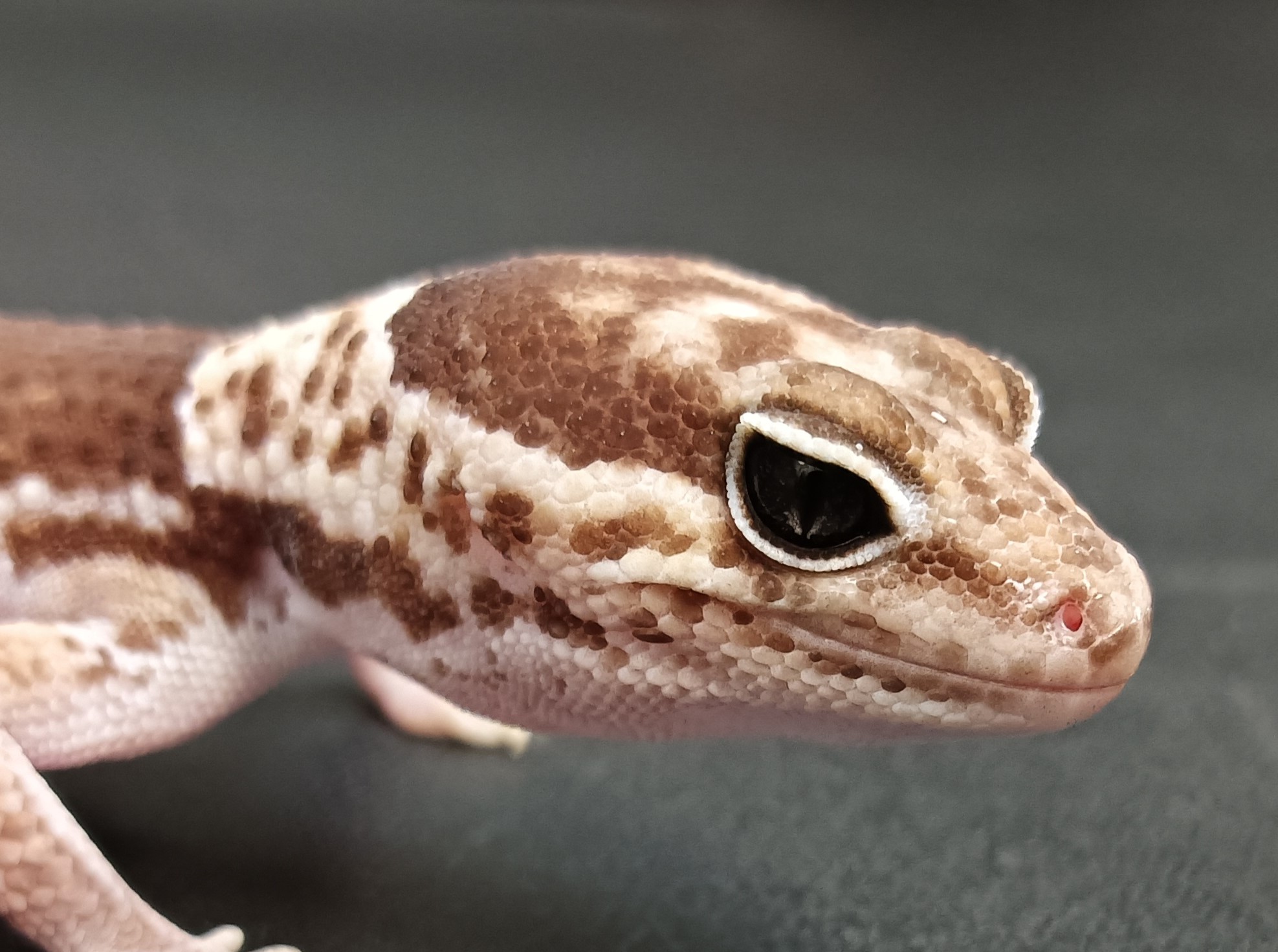 ニシアフ