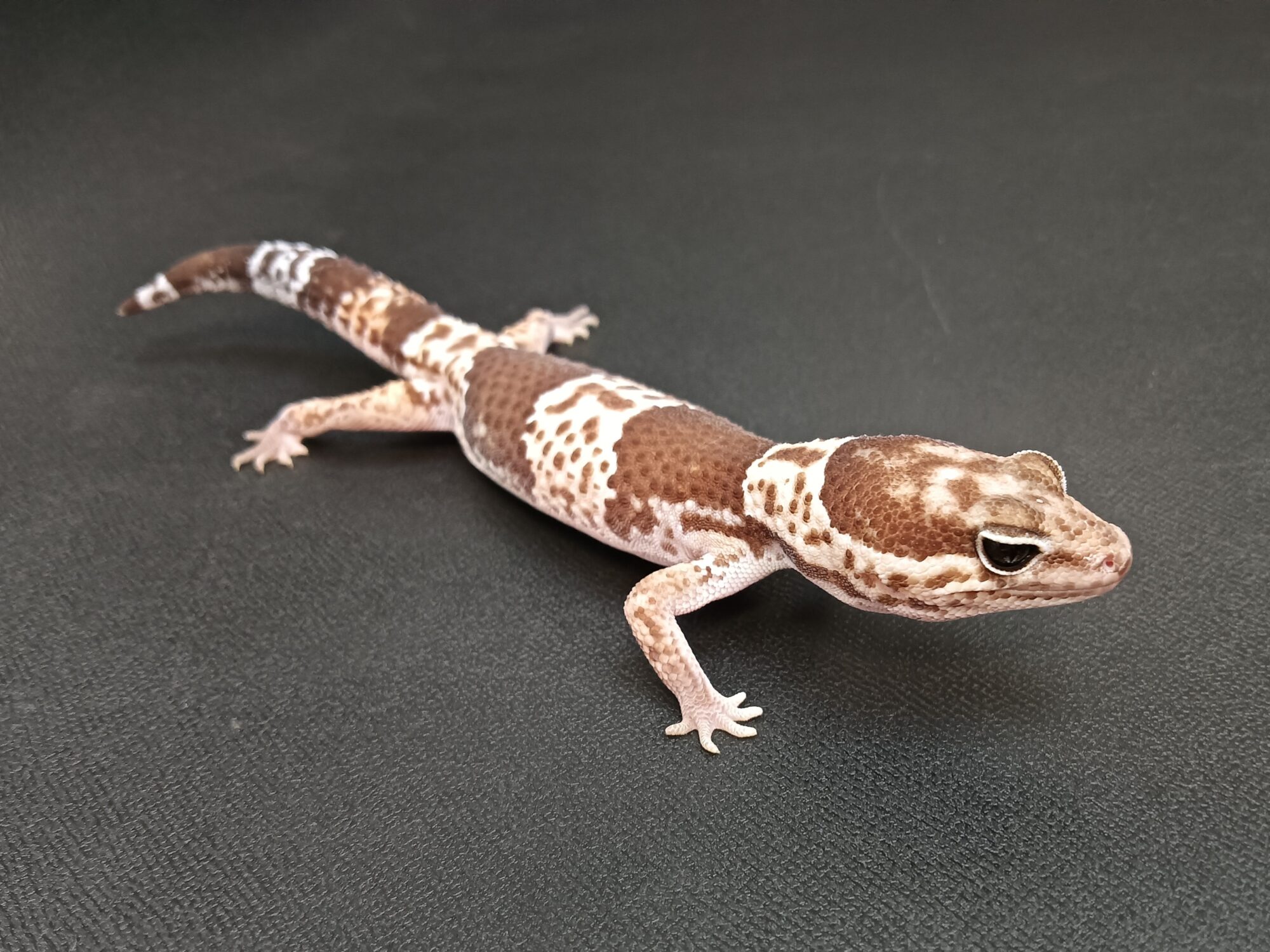 ニシアフ