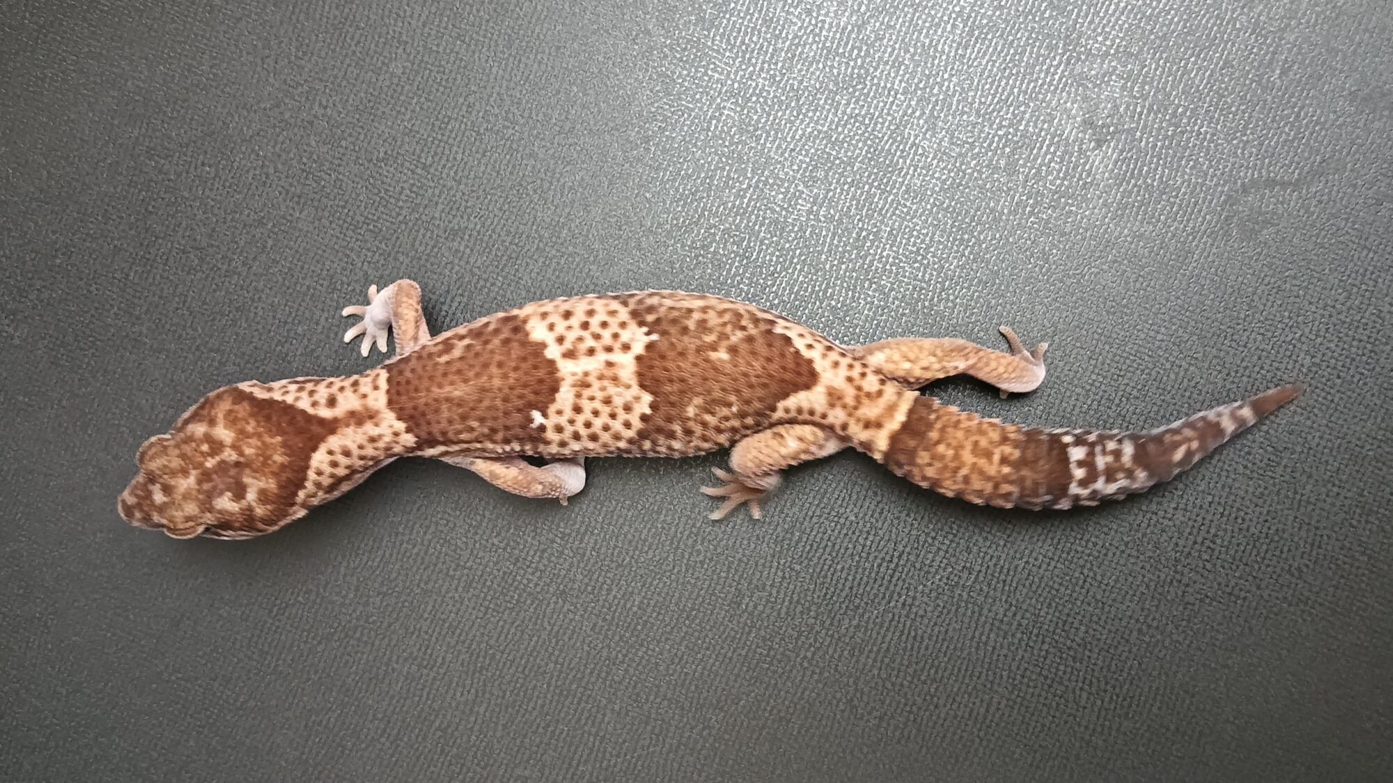 ニシアフ