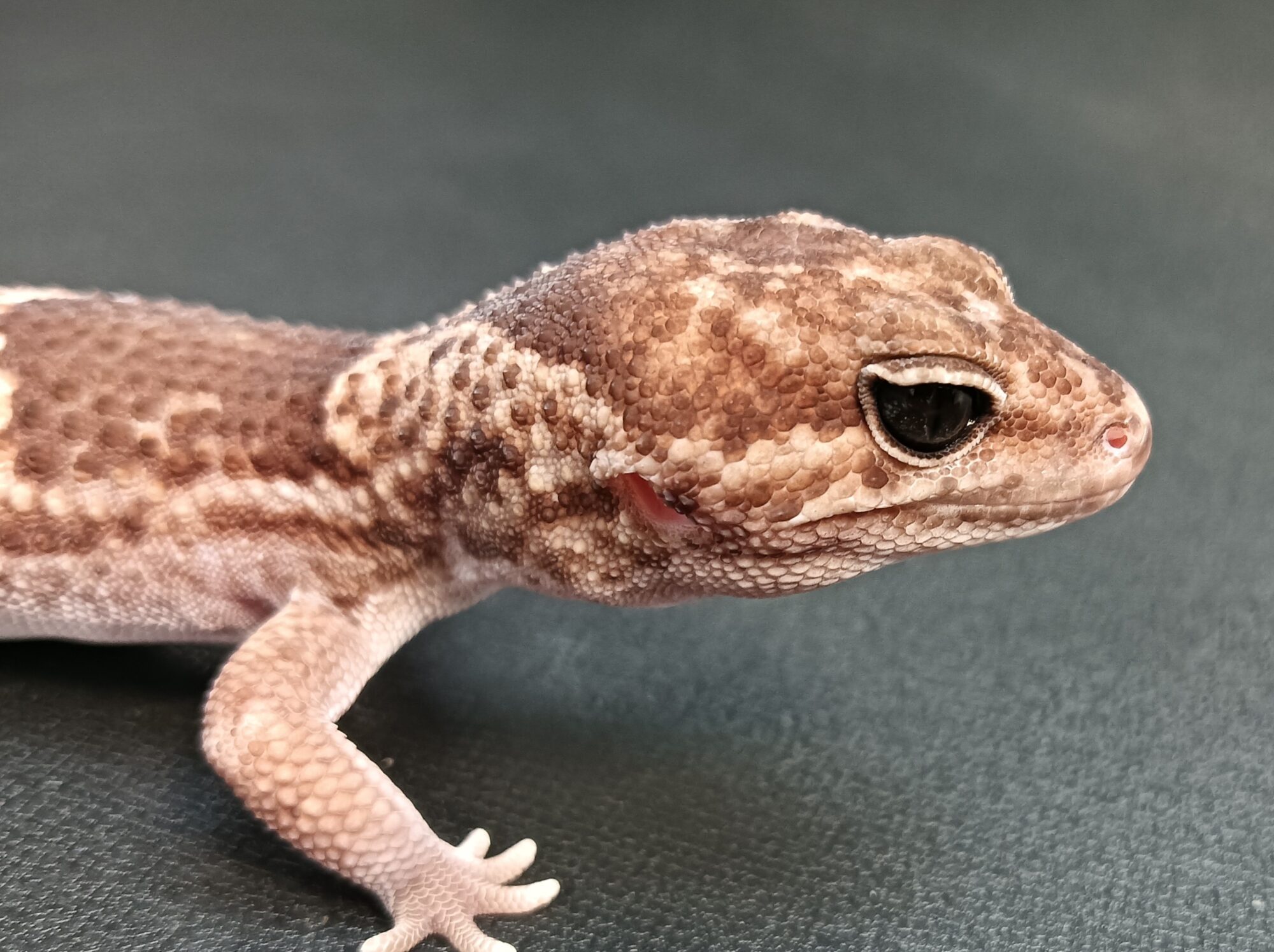 ニシアフ