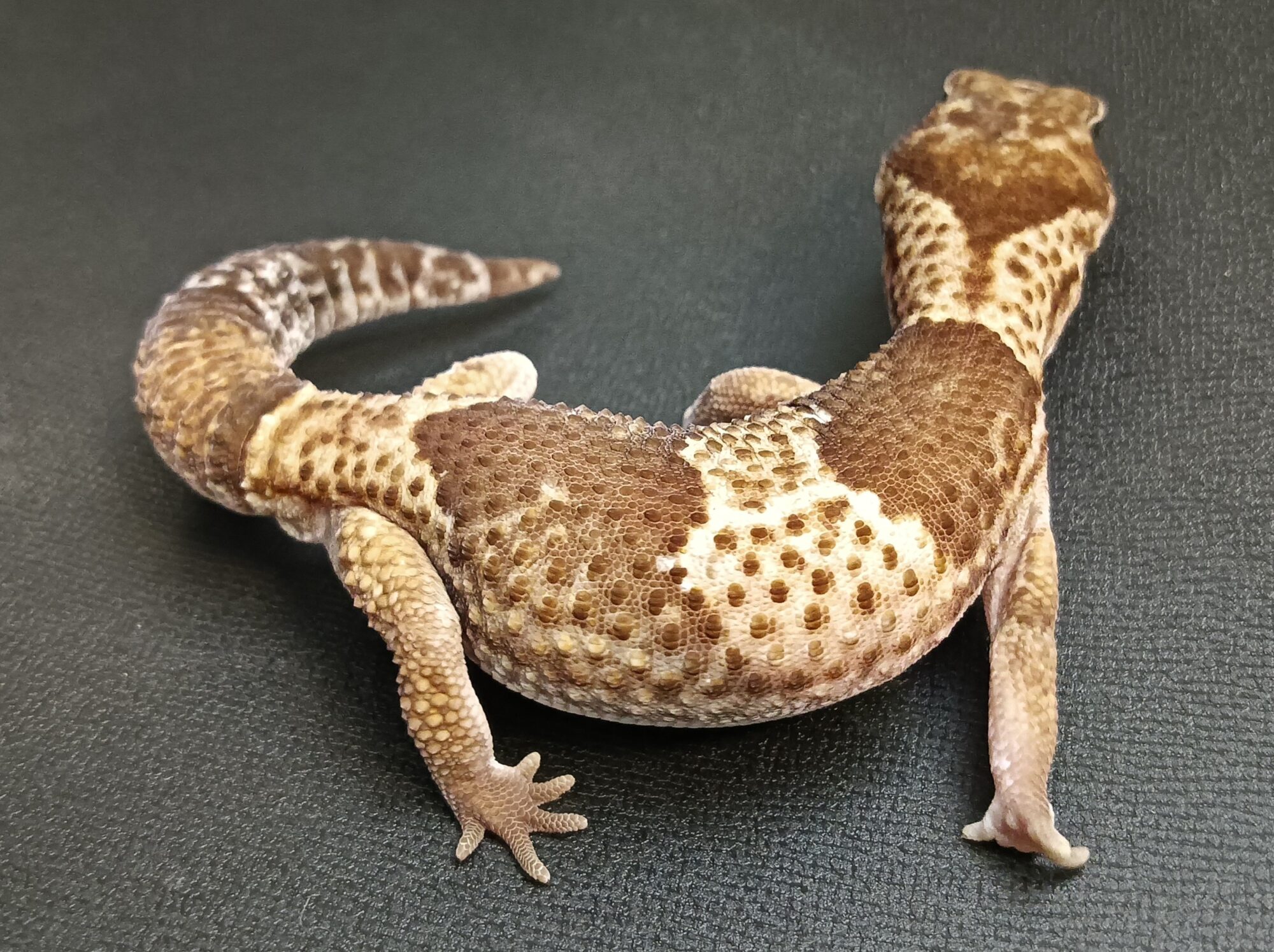 ニシアフ