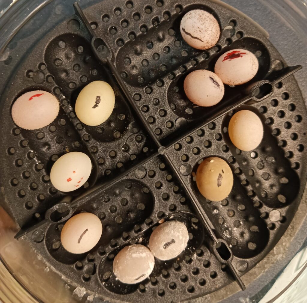 ソメワケササクレヤモリ