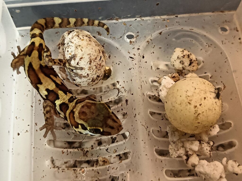 ソメワケササクレヤモリ