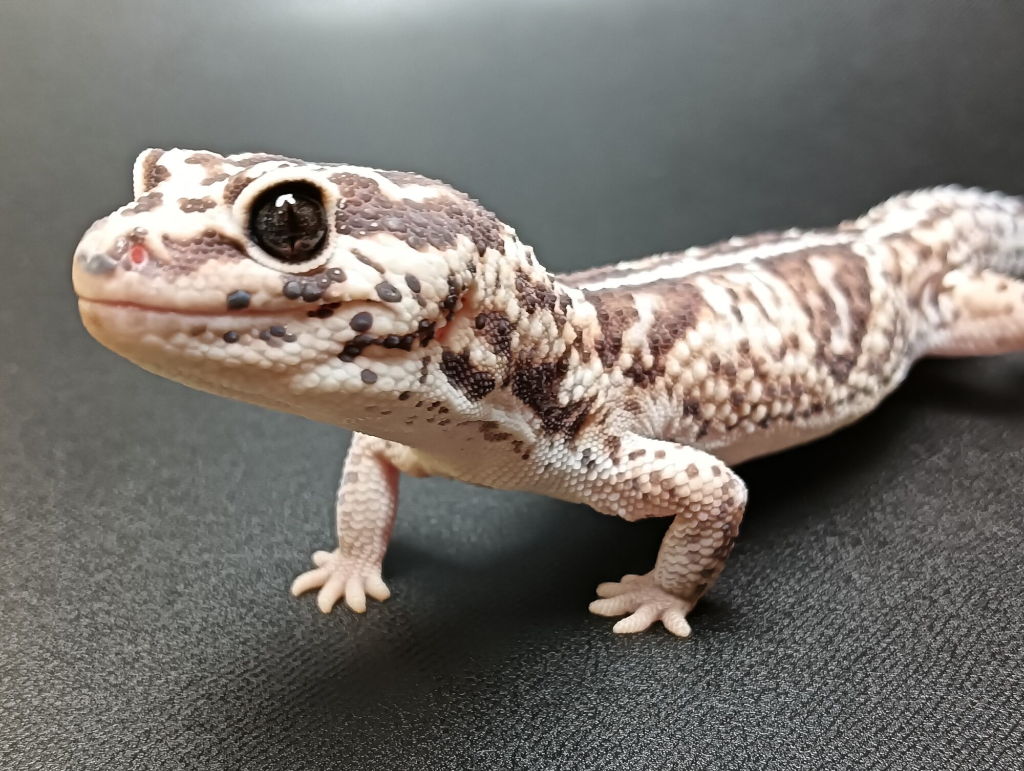 OTODOKE ANIMA 7th by Reptile Bank  開催決定