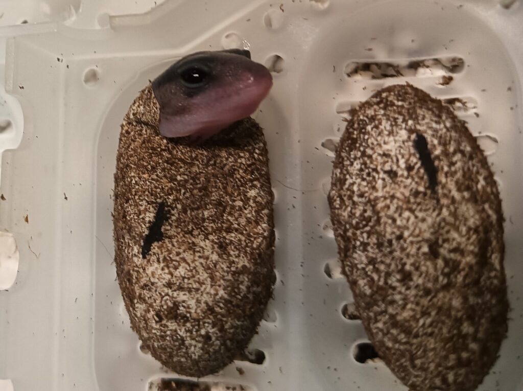 ニシアフベビー