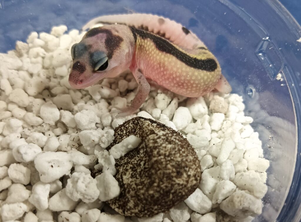 レオパベビー