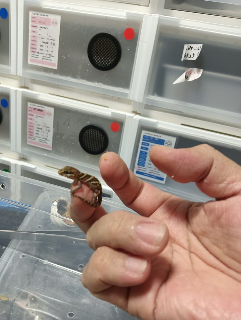 ソメワケササクレヤモリ
