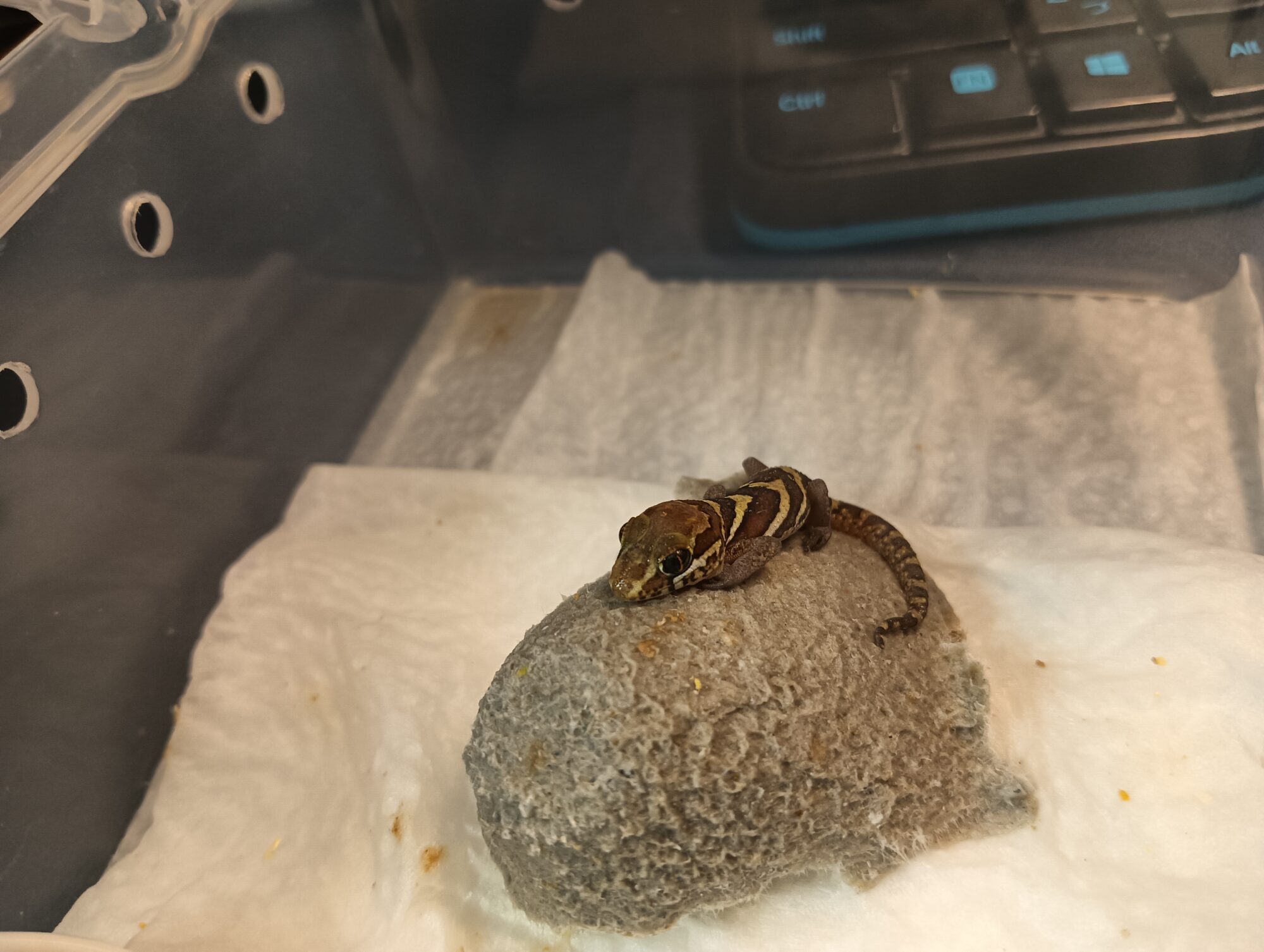 ソメワケササクレヤモリ